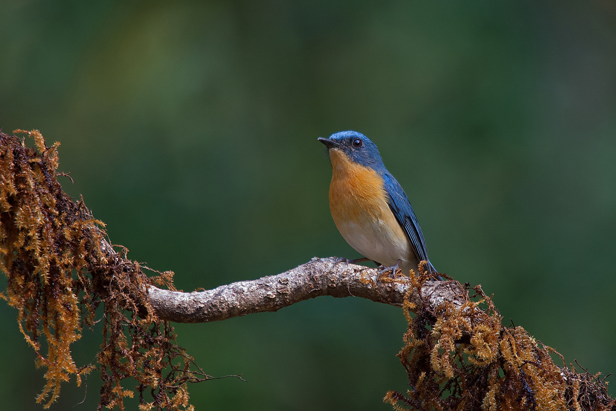 Sigma 150-500mm F5-6.3 DG OS HSM sample photo. Tickell's blue flycatcher photography