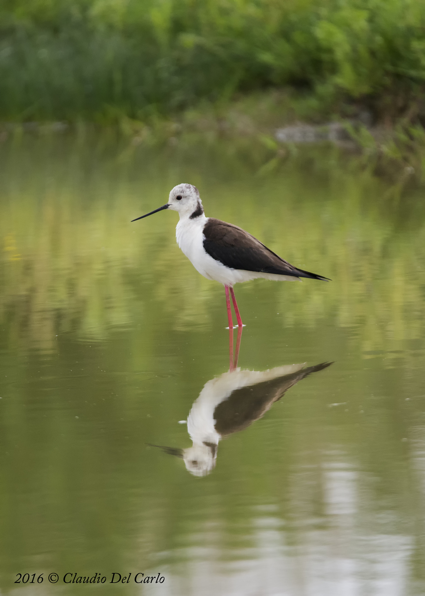 Sigma 150-600mm F5-6.3 DG OS HSM | S sample photo. Riflessi photography