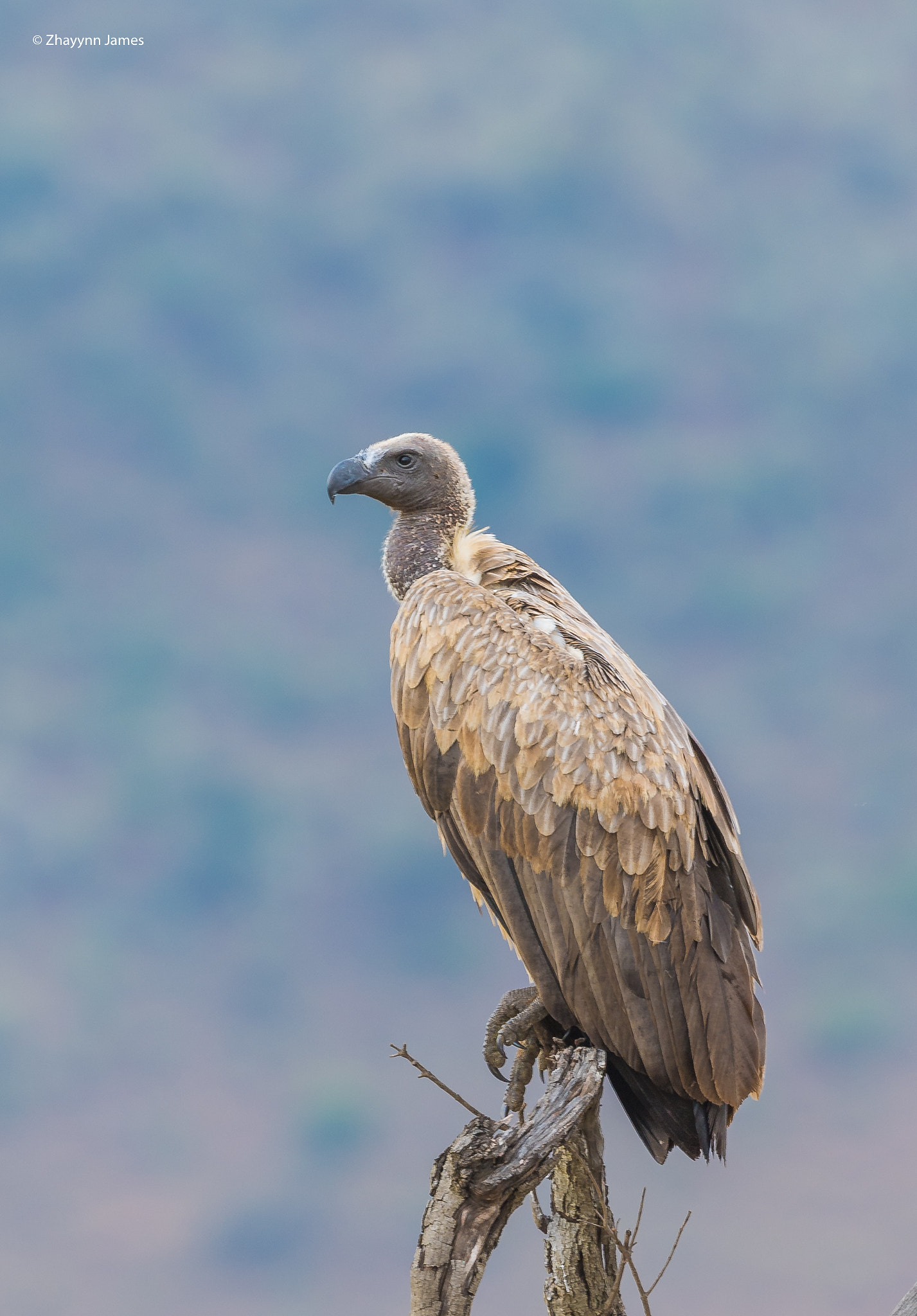 Nikon D5 + Nikon AF-S Nikkor 500mm F4G ED VR sample photo. Funeral director photography