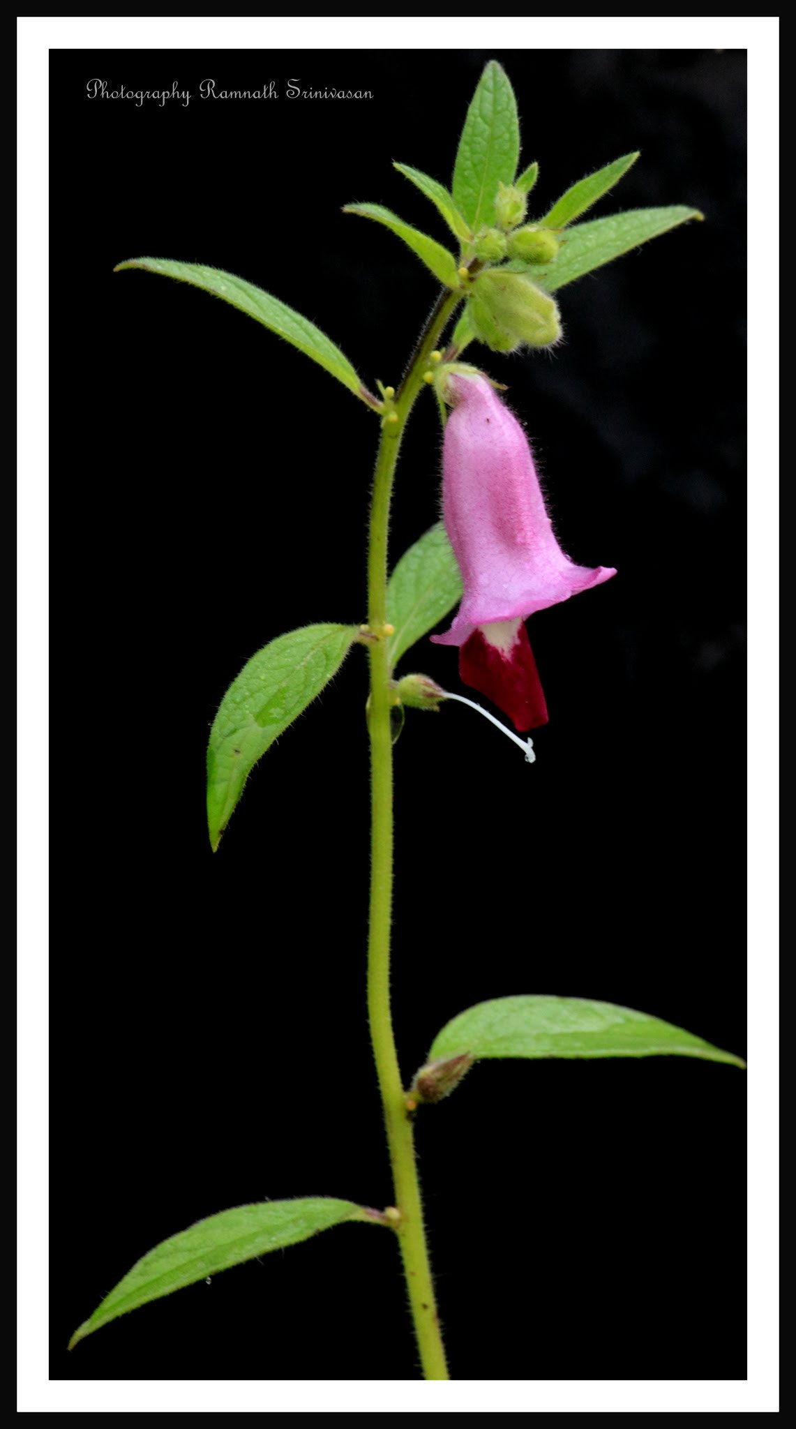 Canon EF-S 55-250mm F4-5.6 IS II sample photo. Shades of pink photography