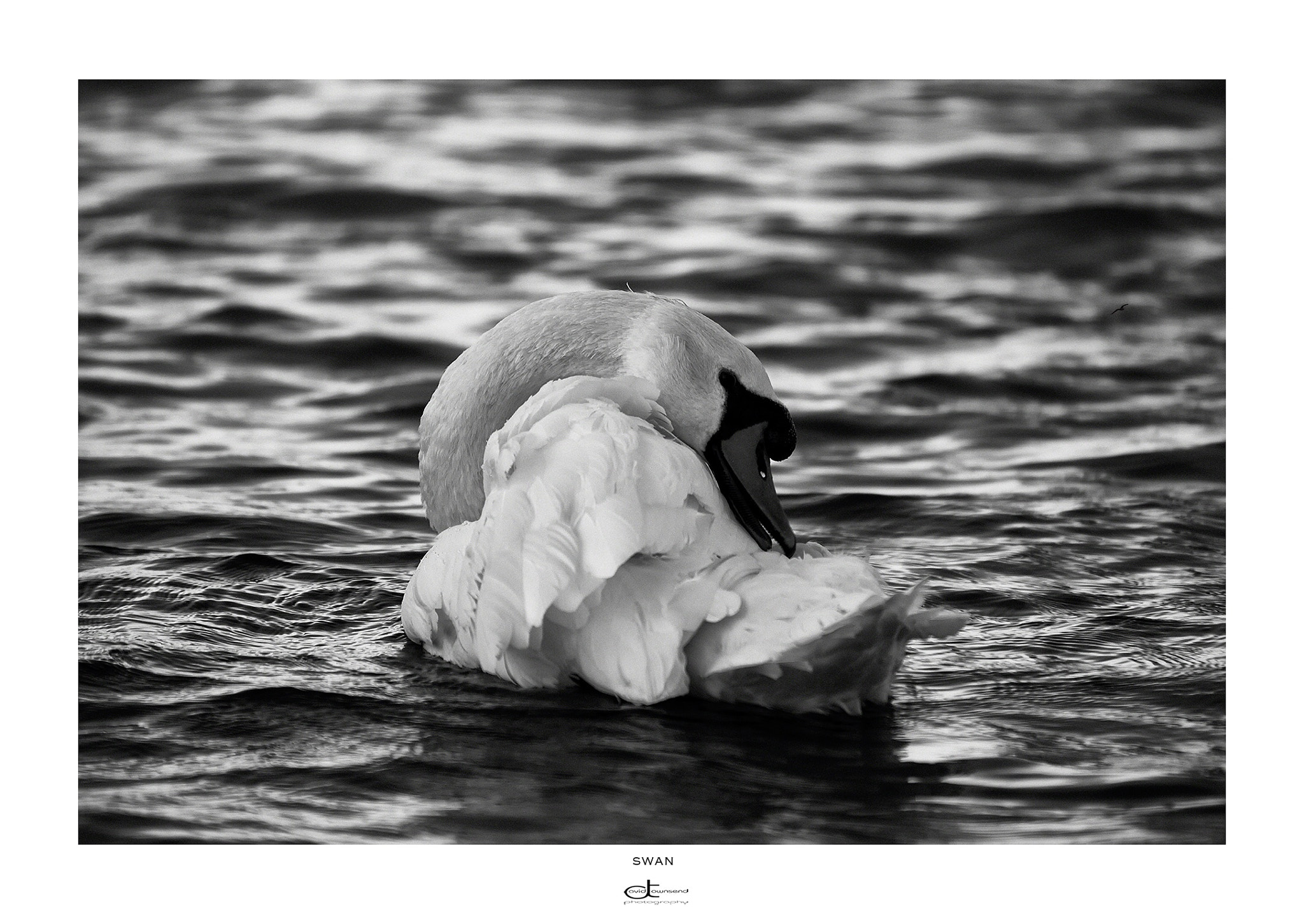 Canon EF 70-200mm F2.8L IS II USM sample photo. Swan, a monochrome view. norfolk broads, uk photography