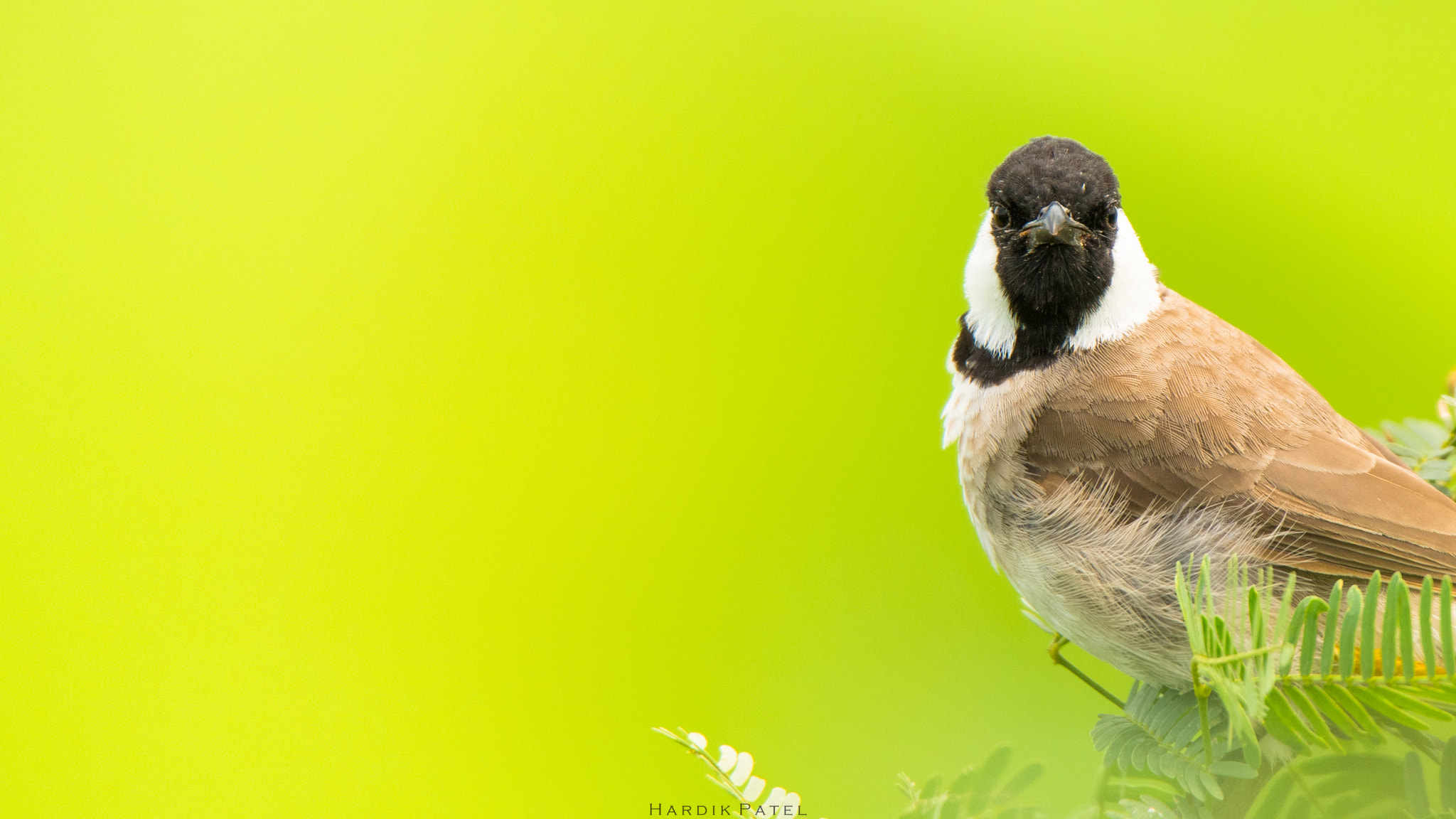 Nikon D5 sample photo. White eared bulbul photography