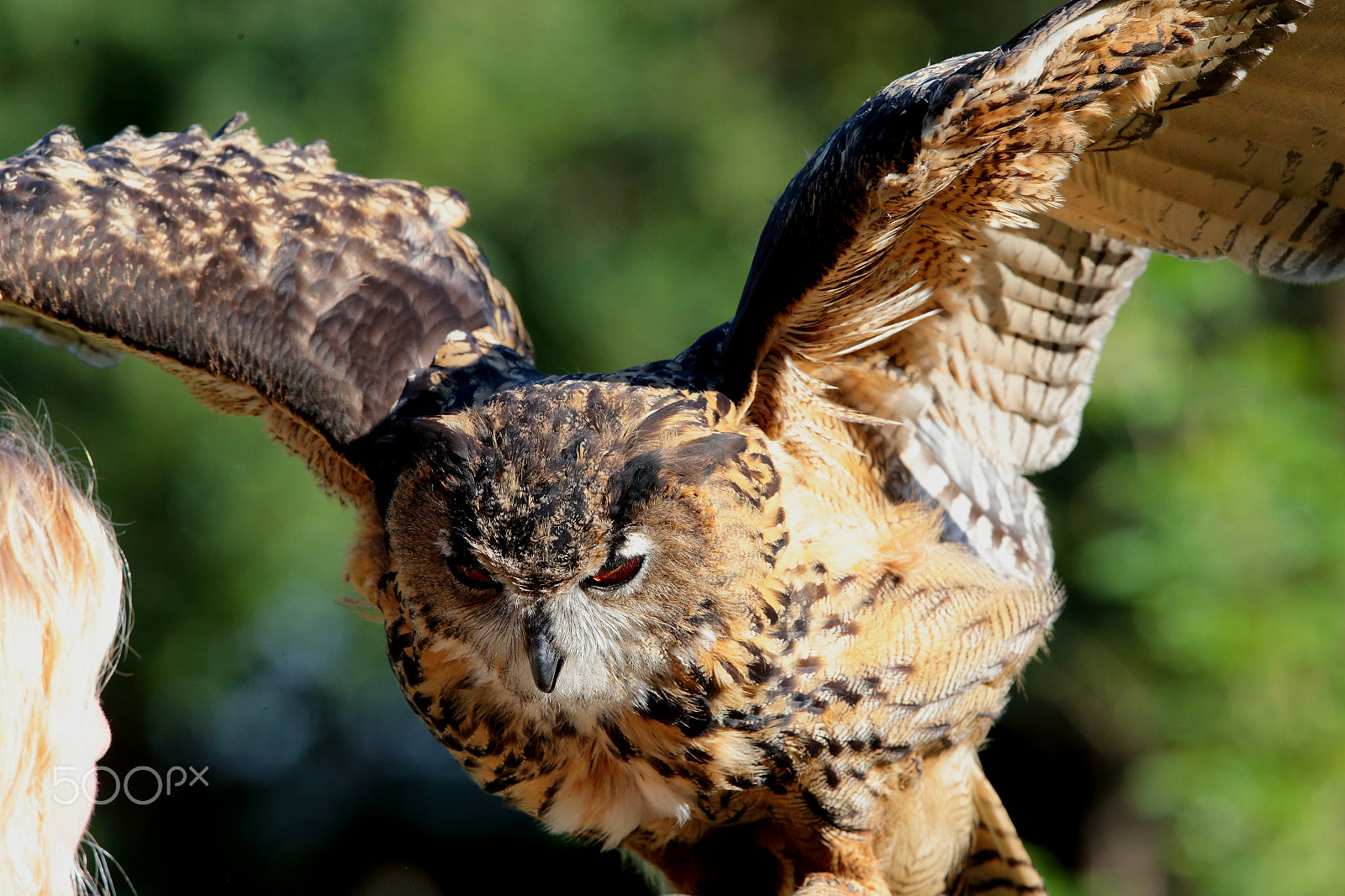 Canon EF 300mm F2.8L IS USM sample photo. At your command... photography