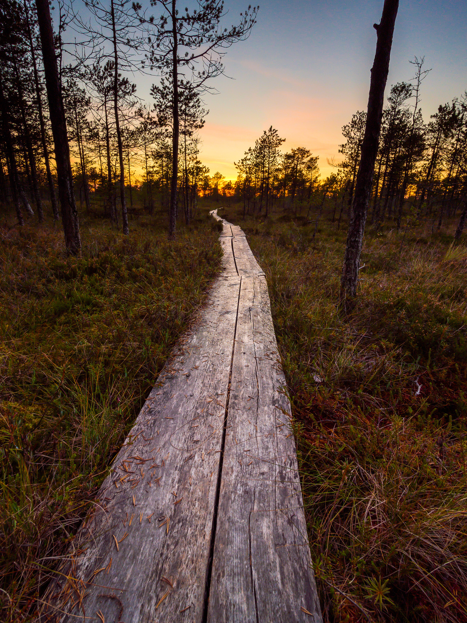 Olympus OM-D E-M5 + Olympus M.Zuiko Digital ED 7-14mm F2.8 PRO sample photo. Beautiful swamp landscape on a hiking trail. photography