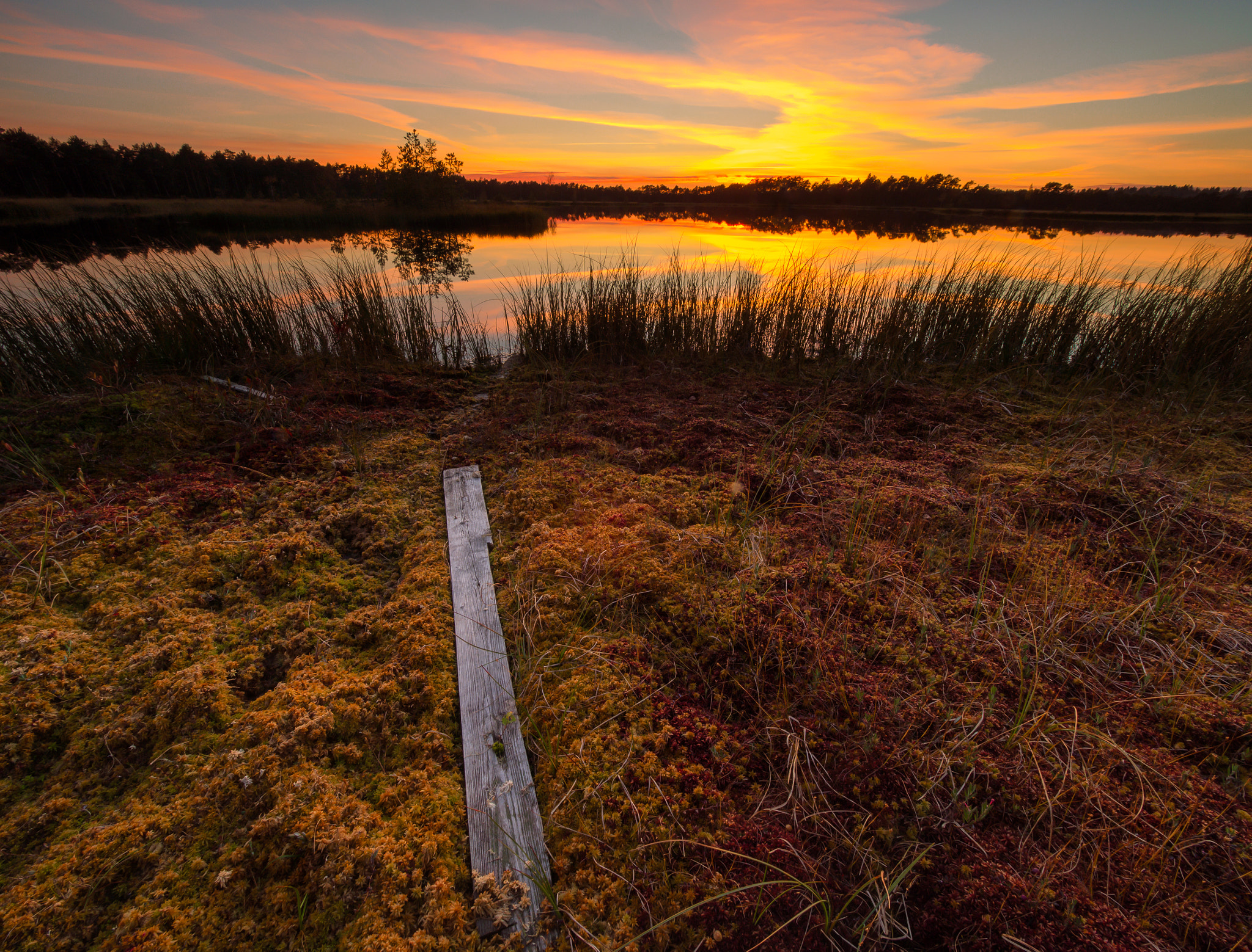 Olympus OM-D E-M5 sample photo. Beautiful swamp landscape on a hiking trail. photography