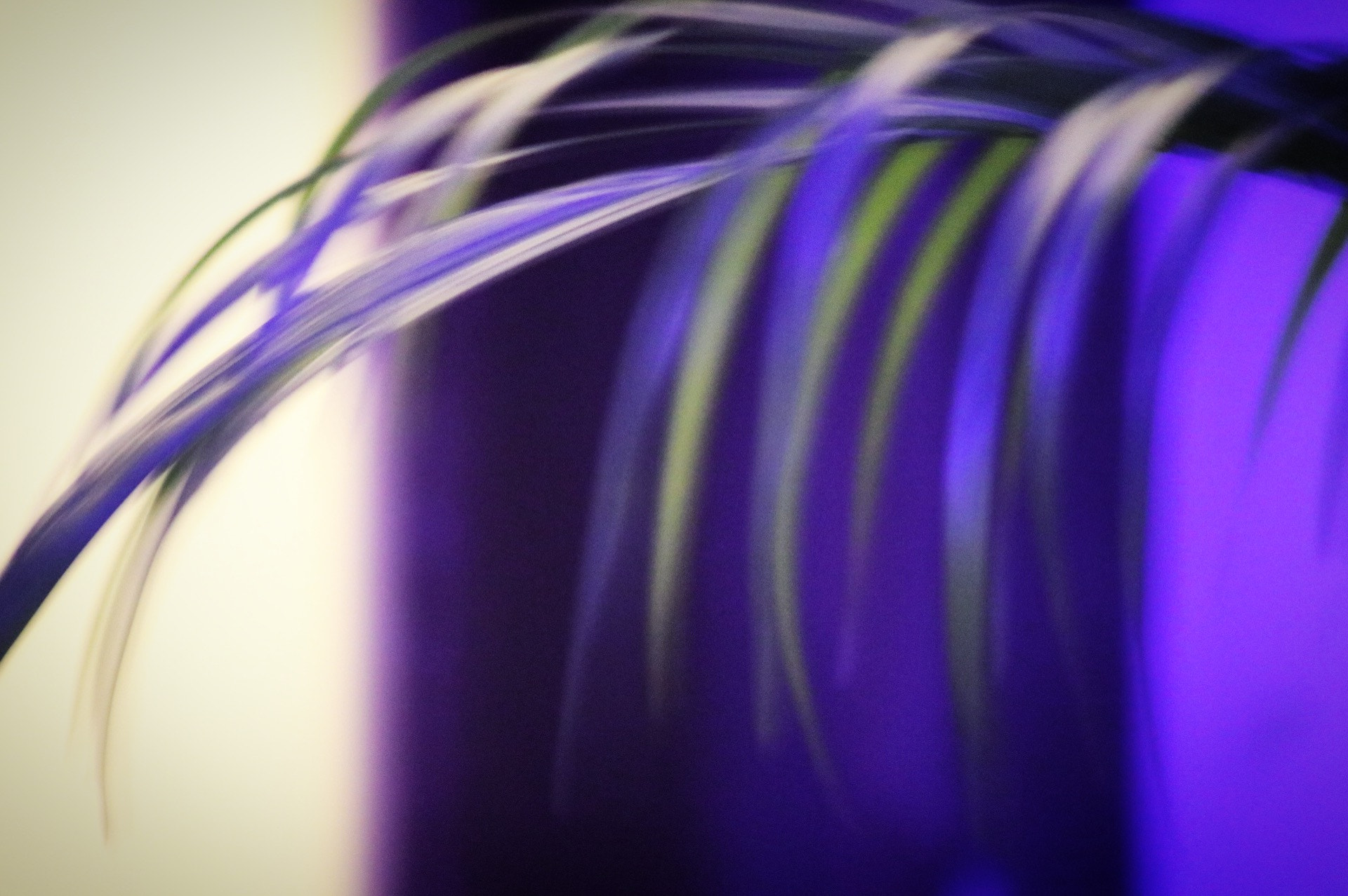 Canon EOS 80D + EF75-300mm f/4-5.6 sample photo. Indoor plant. photography