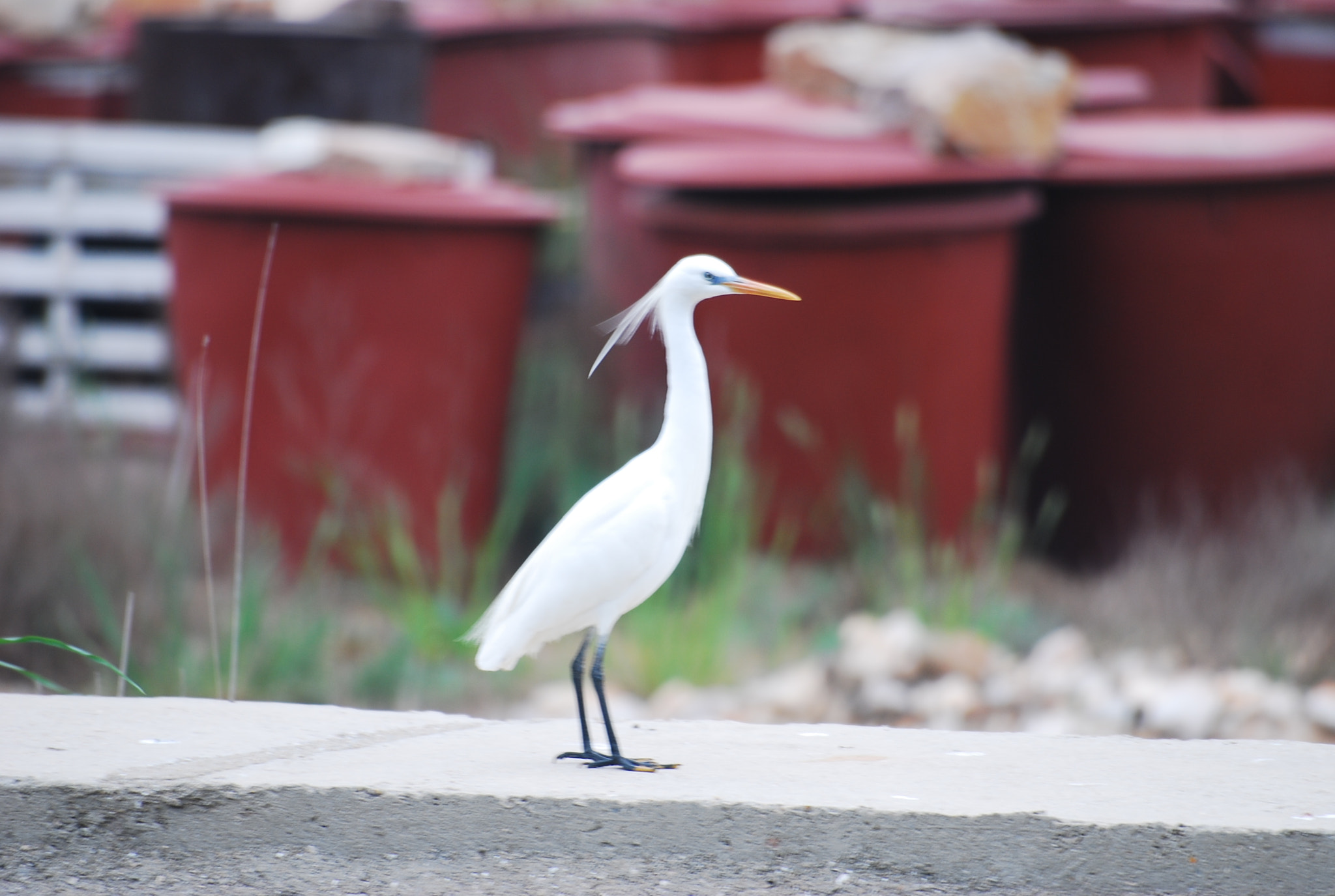 Sigma 70-300mm F4-5.6 APO DG Macro sample photo