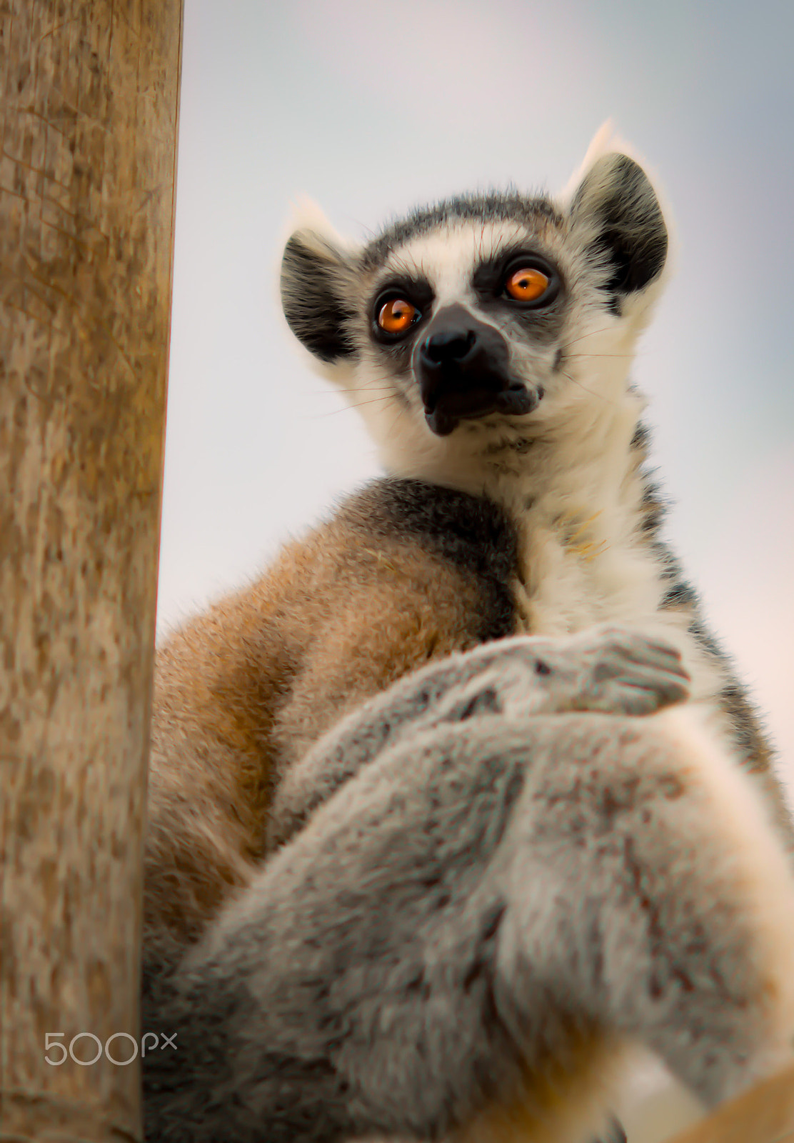 Nikon D800 + AF DC-Nikkor 135mm f/2D sample photo. Lofty lemur photography