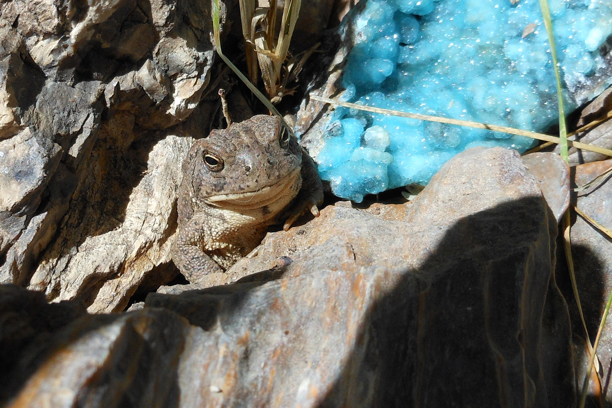 Nikon Coolpix S6100 sample photo. Backyard wildlife photography