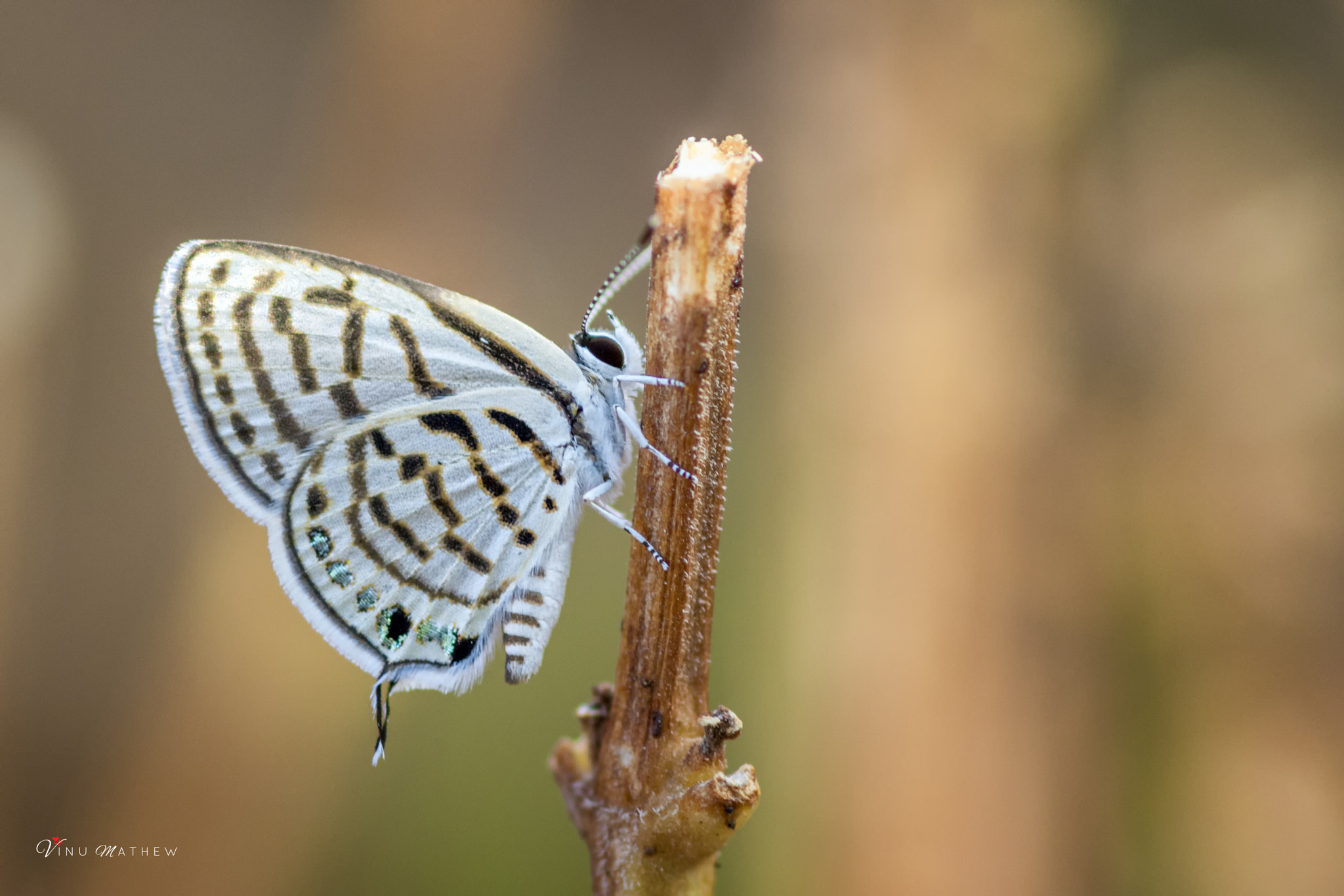 Tokina AT-X Pro 100mm F2.8 Macro sample photo. Bulkan blue butterfly photography