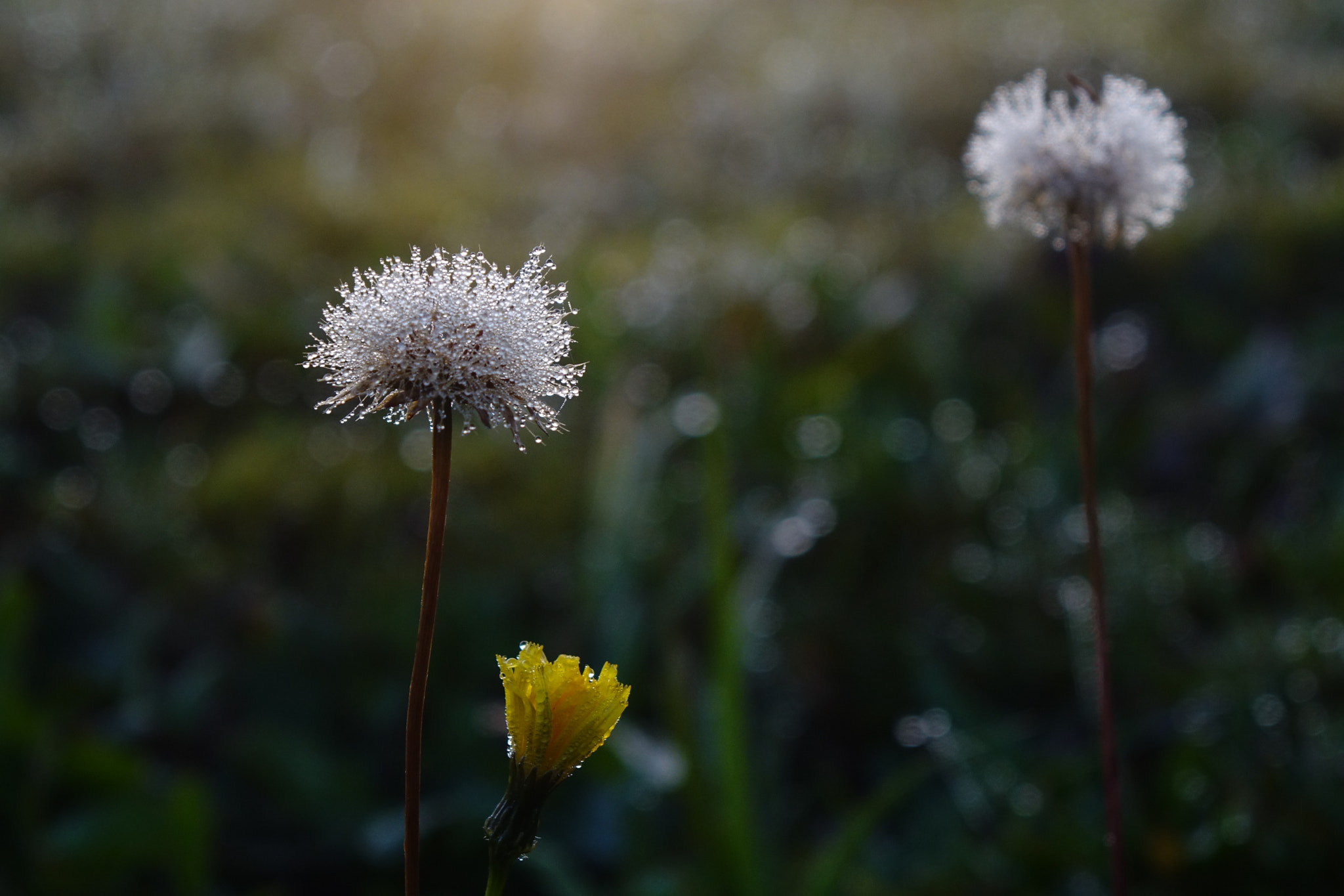 Sony Cyber-shot DSC-RX10 sample photo. New day photography