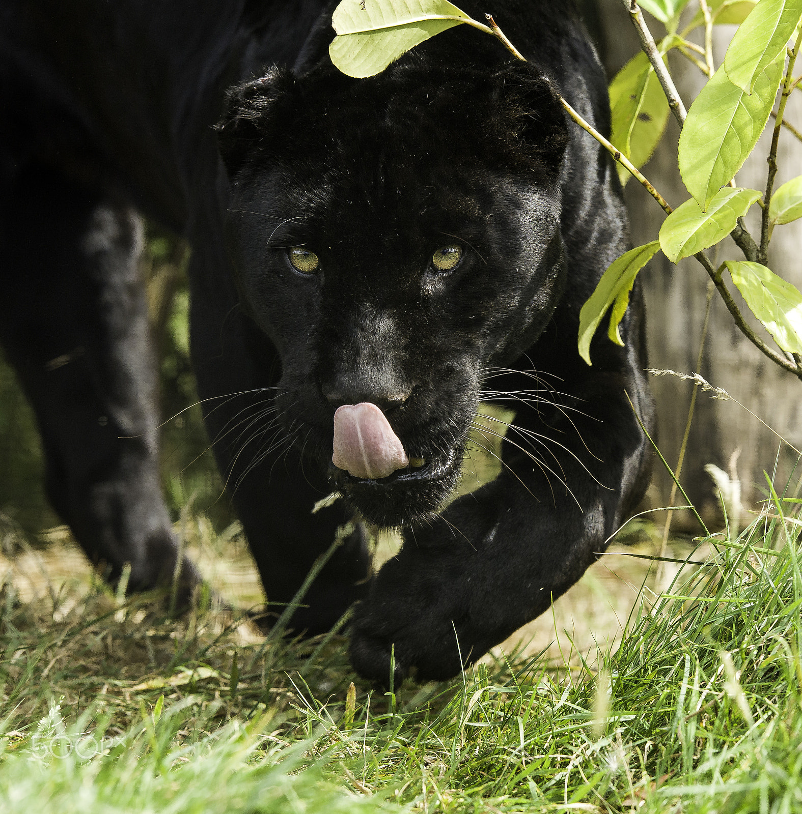 Nikon D5 + Nikon AF-S Nikkor 200mm F2G ED VR II sample photo. Black jaguar photography