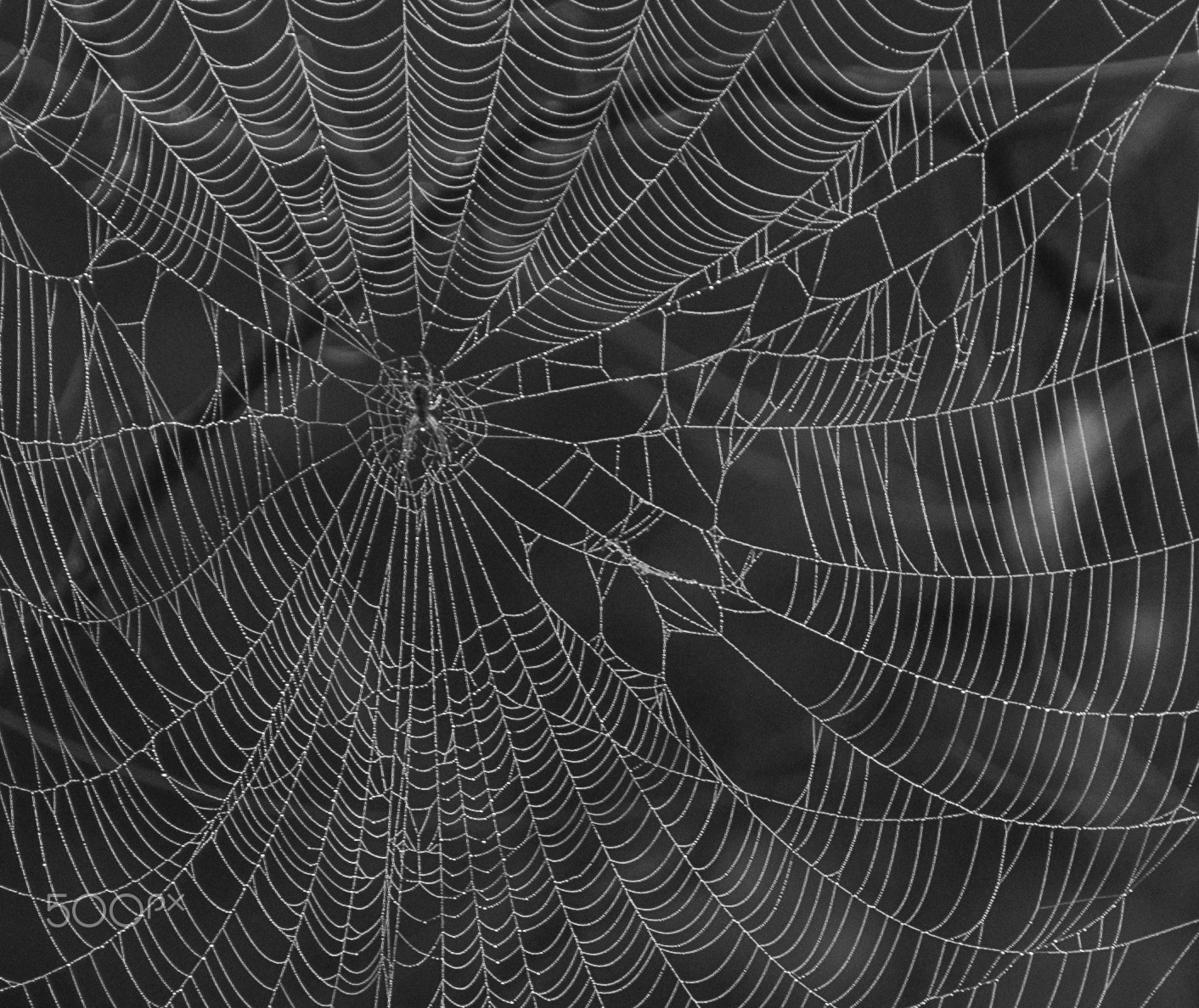 Nikon D60 sample photo. Spider and web photography