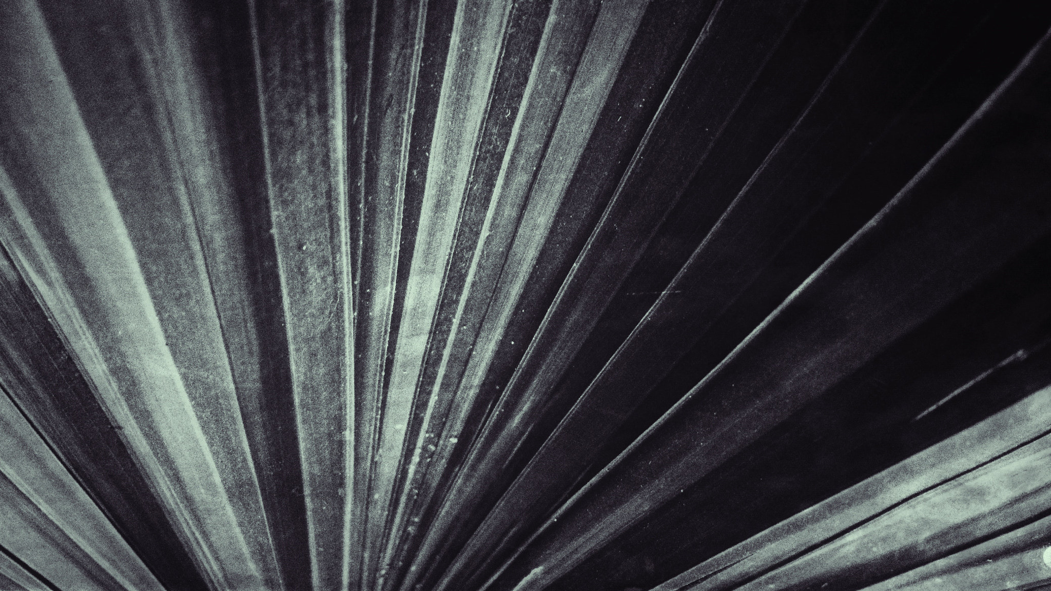 OPPO Find7 sample photo. Leaf texture photography
