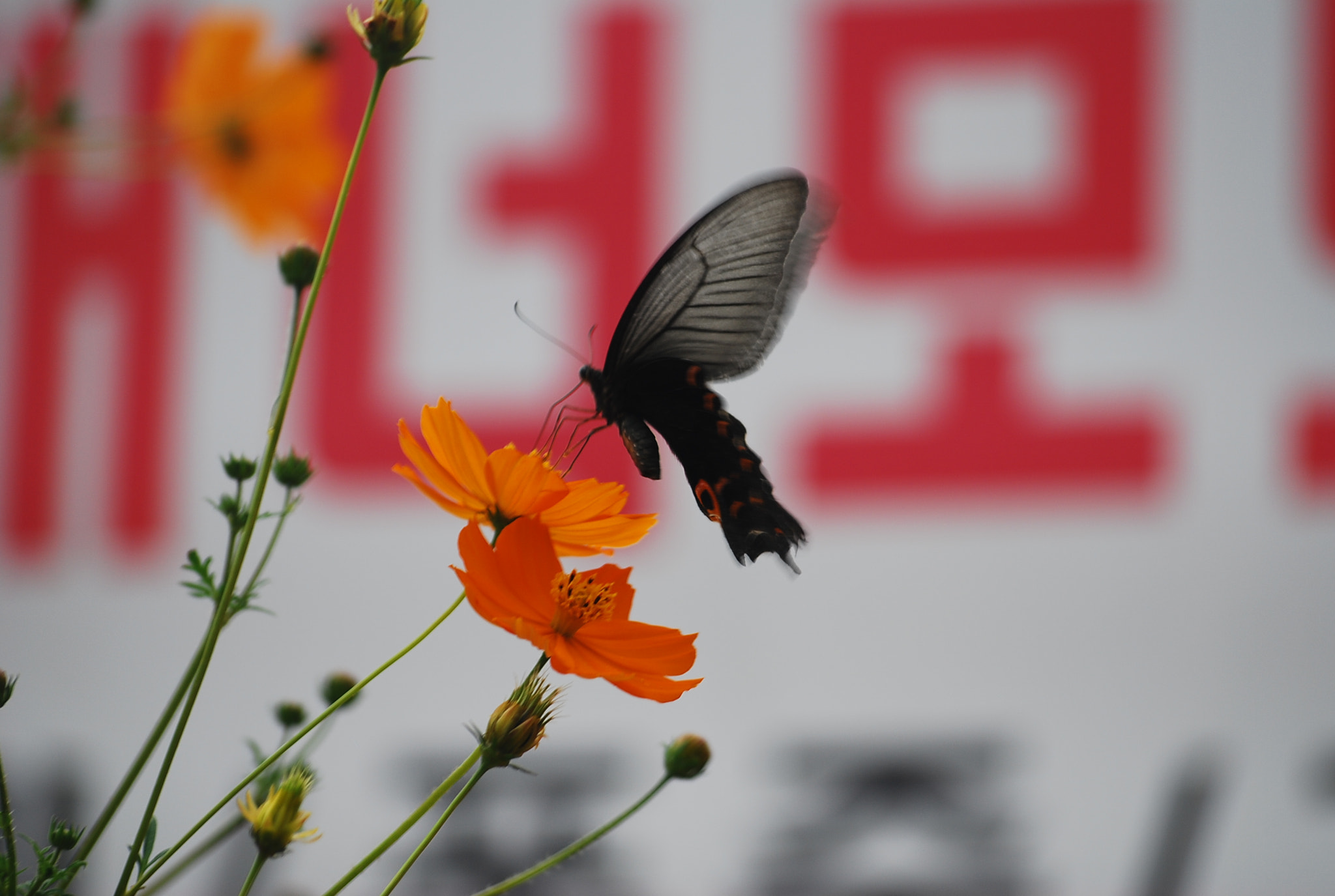 Sigma 70-300mm F4-5.6 APO DG Macro sample photo. Korea goyangcity photography