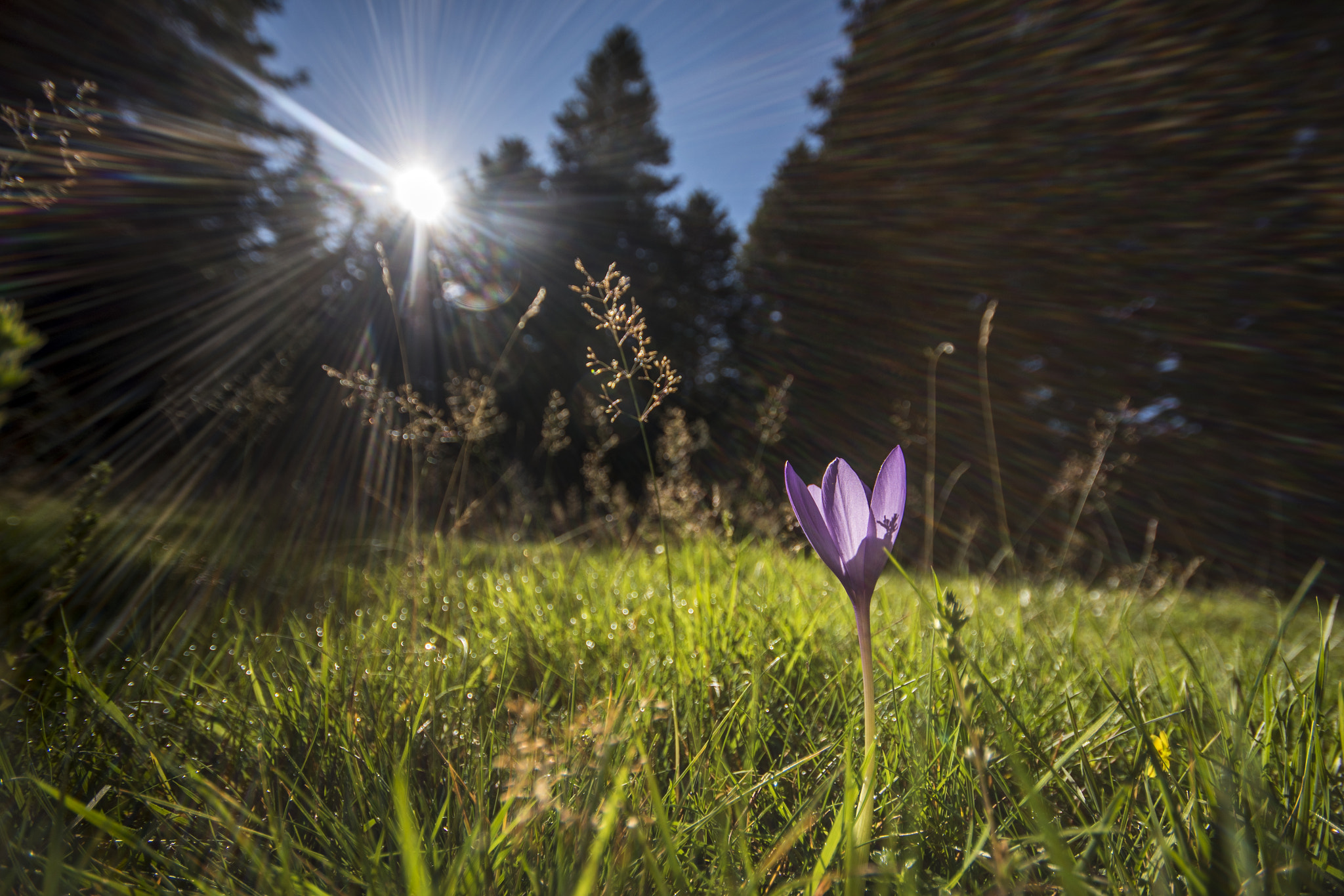 Sigma 10-20mm F4-5.6 EX DC HSM sample photo. Colchique photography