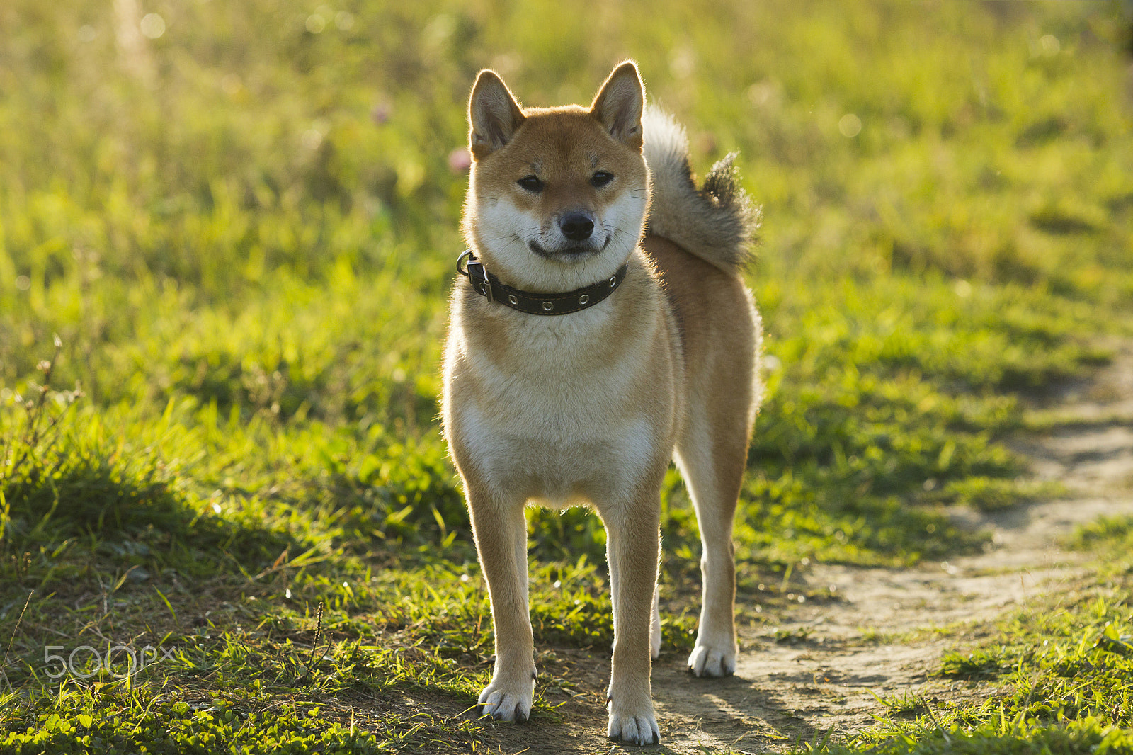 Canon EOS-1D Mark IV sample photo. Japanese breed of dogs sibu inu for a walk photography