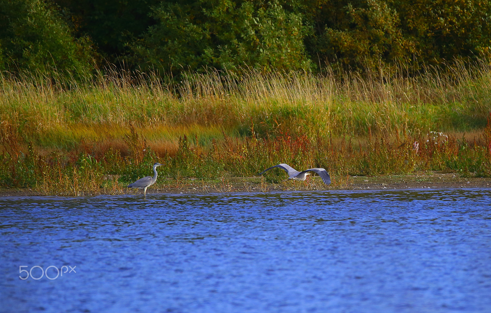 Sigma 150-600mm F5-6.3 DG OS HSM | C sample photo. Two stork on the lake photography