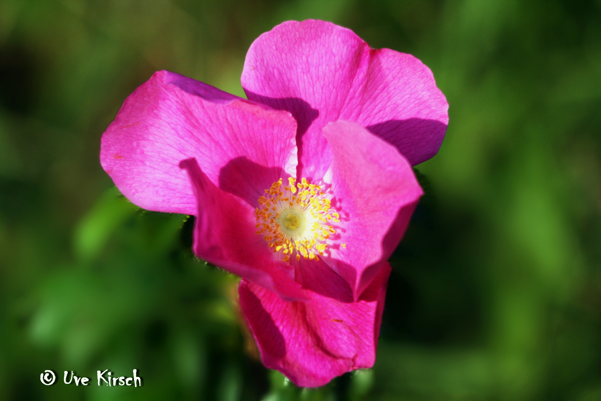 Sigma 150-500mm F5-6.3 DG OS HSM sample photo. Rosa rugosa photography