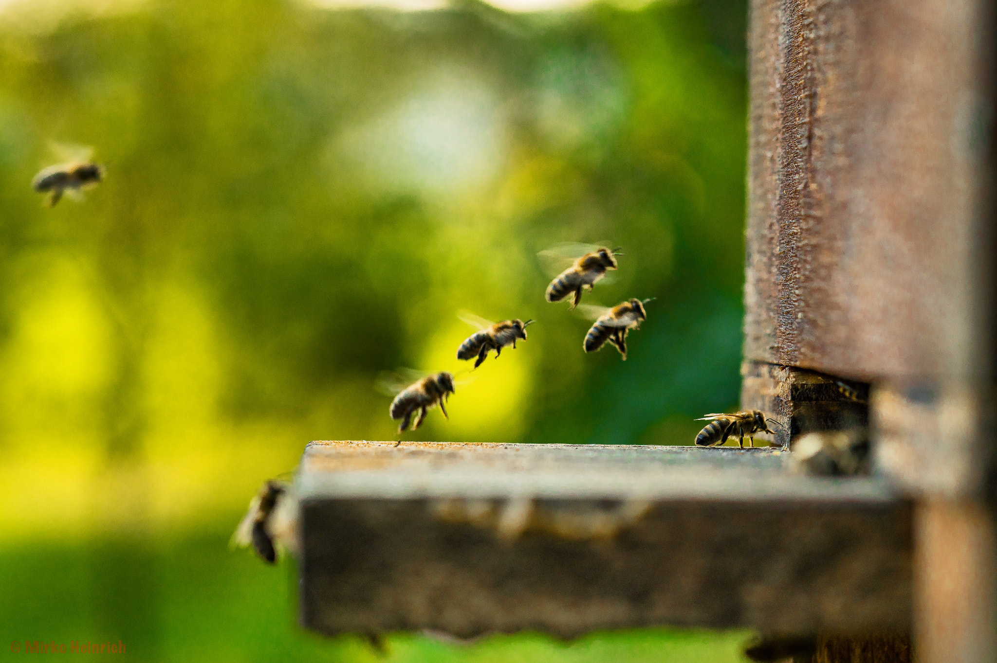 Sony a6300 + ZEISS Batis 85mm F1.8 sample photo. Bienenairport!!! photography