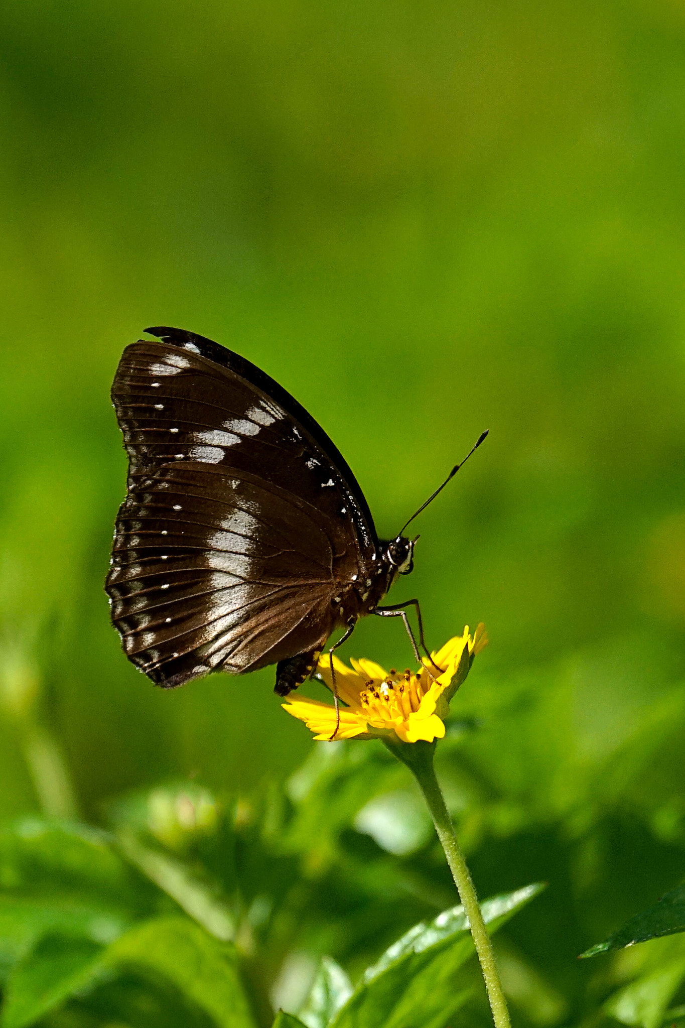 Sony 70-400mm F4-5.6 G SSM II sample photo. 普吉岛的蝶恋花03 photography