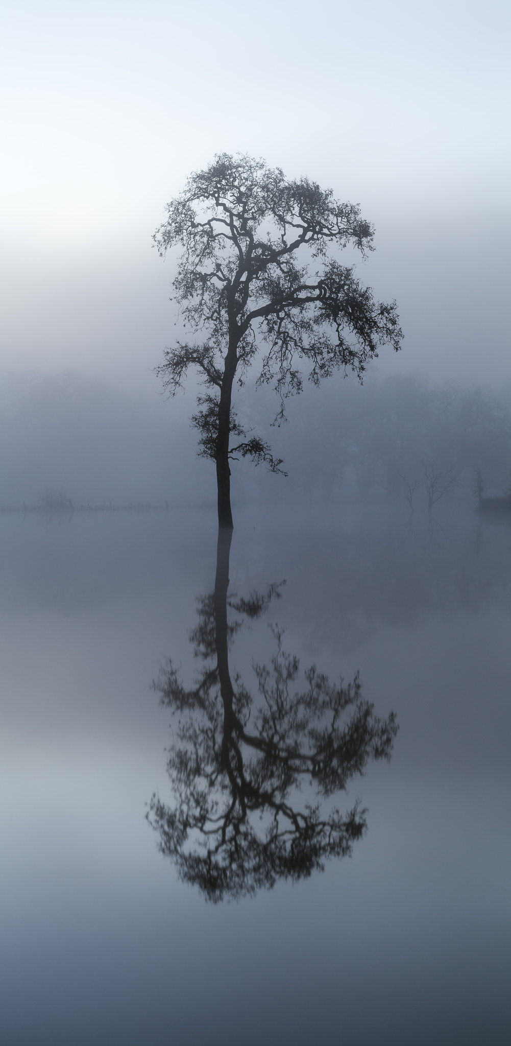 Canon TS-E 90mm F2.8 Tilt-Shift sample photo. Trees and water are always worth photographing. photography