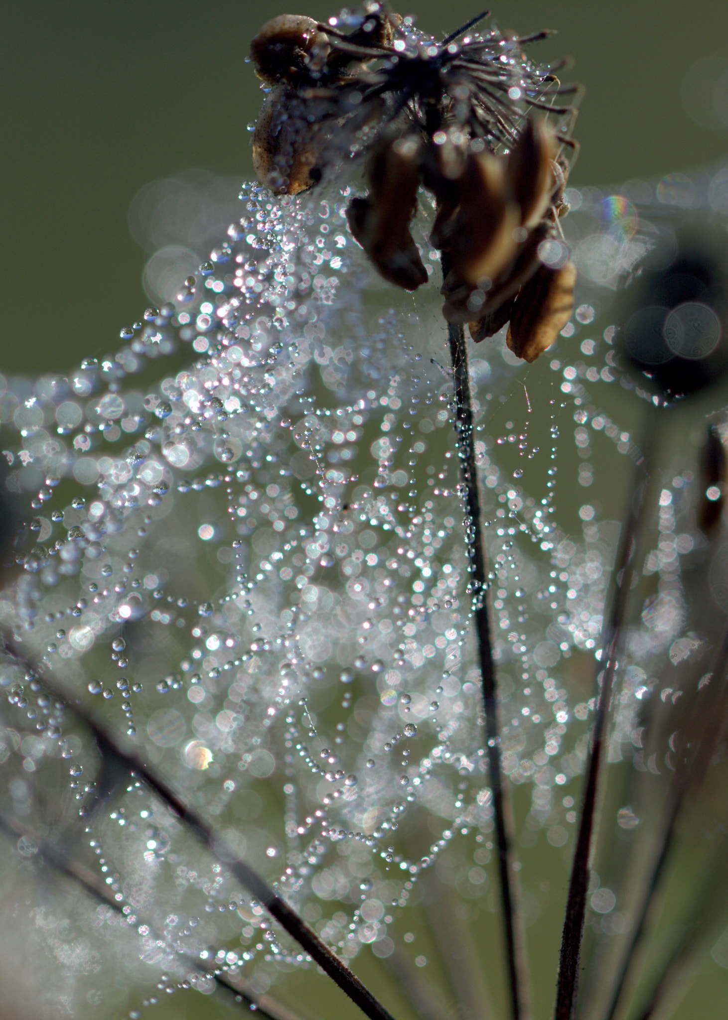 Canon EOS 600D (Rebel EOS T3i / EOS Kiss X5) + Canon EF 100mm F2.8L Macro IS USM sample photo. Drops trail photography