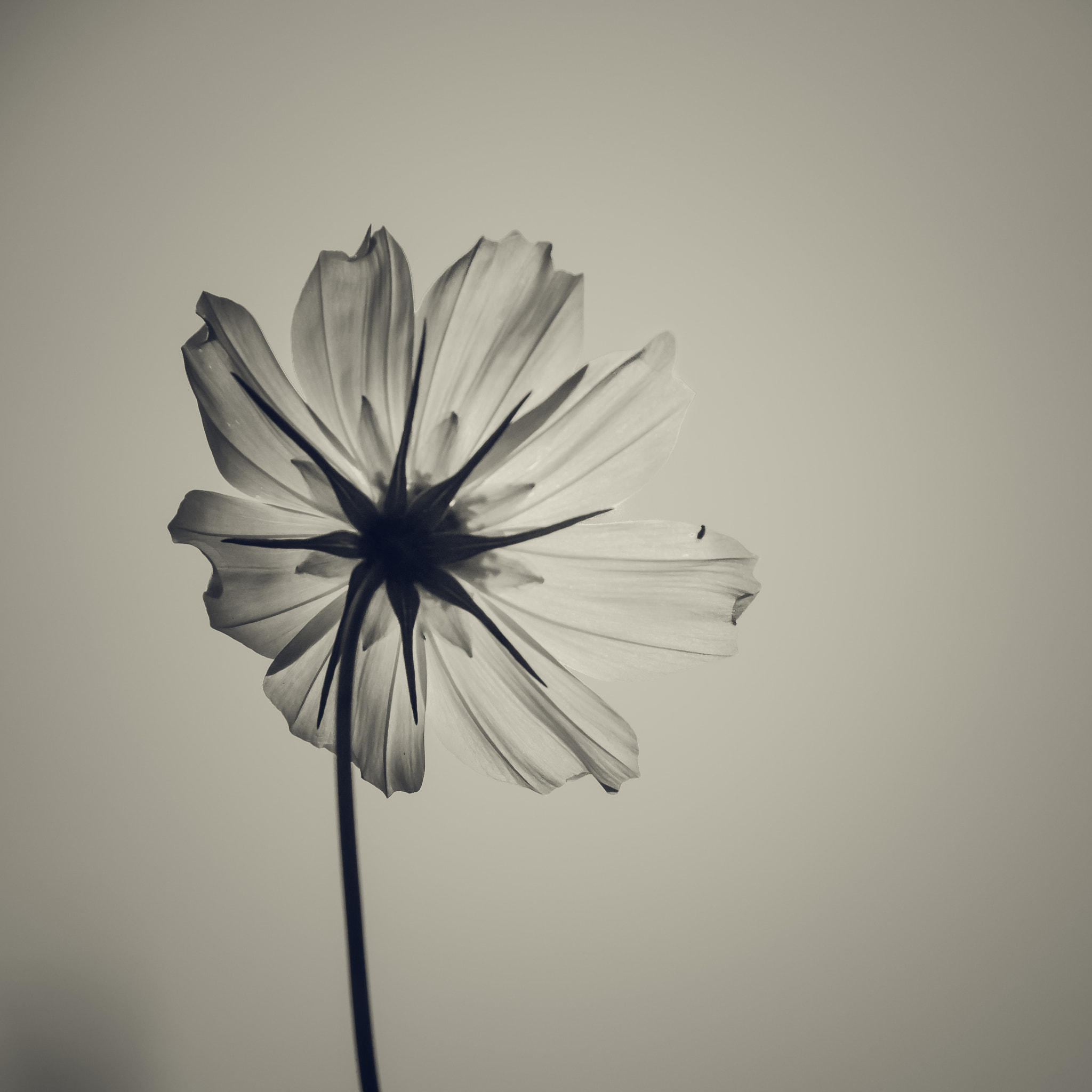 Olympus OM-D E-M1 sample photo. Mono photography