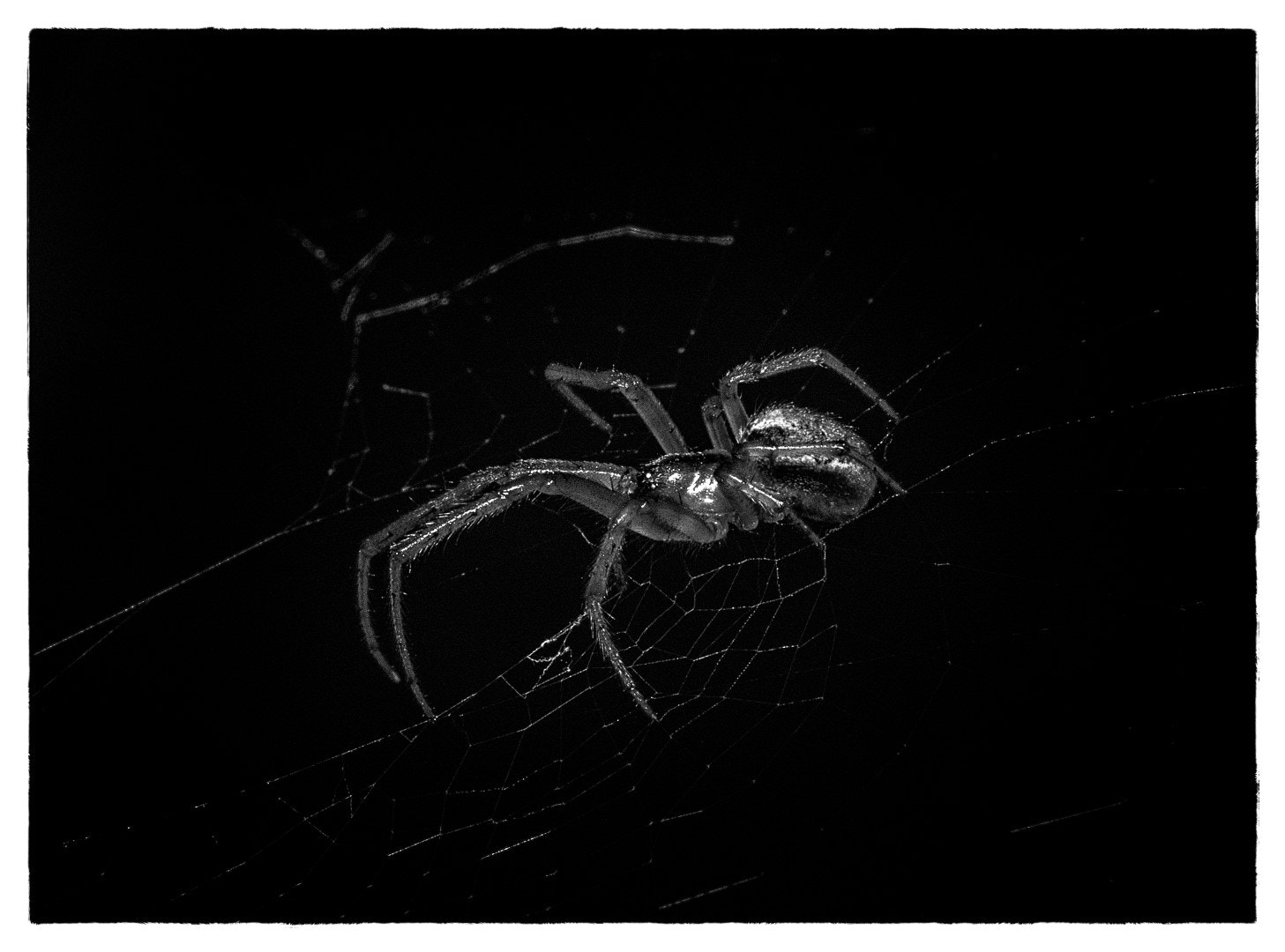 Canon EF 100mm F2.8L Macro IS USM sample photo. Lurking in the dark photography