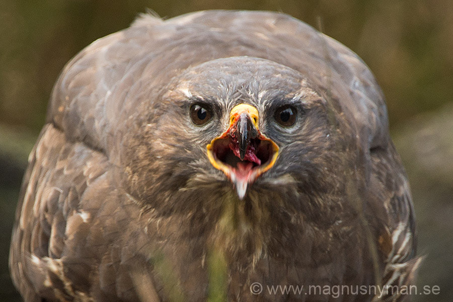 Nikon D4S + Nikon AF-S Nikkor 500mm F4G ED VR sample photo. Buzzard face to face photography