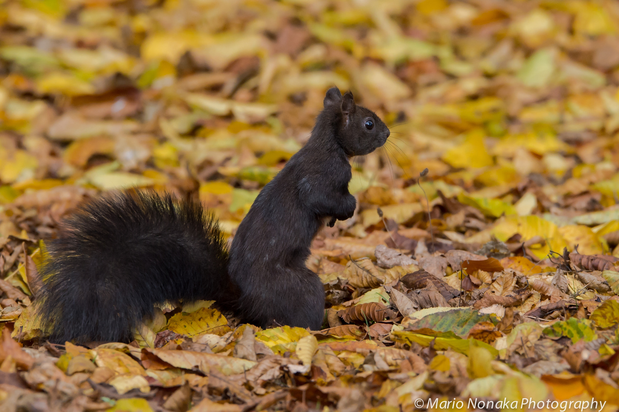 Sigma 150-600mm F5-6.3 DG OS HSM | S sample photo. Red squirrel photography