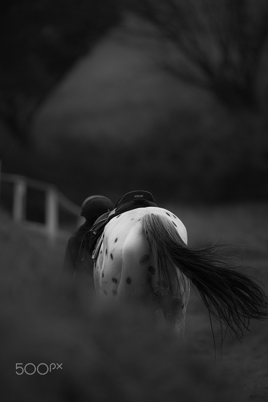 Canon EF 400mm F2.8L IS II USM sample photo. Horse photography