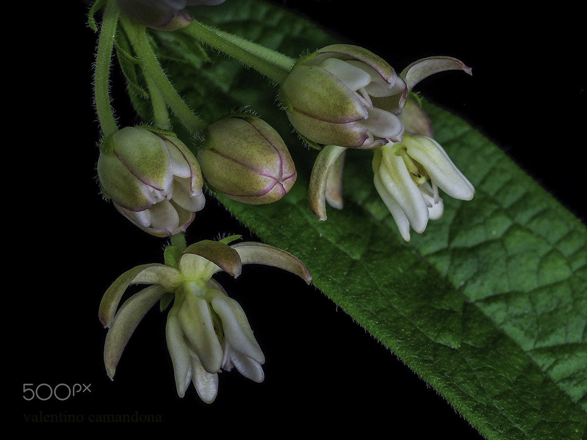 Olympus M.Zuiko Digital ED 60mm F2.8 Macro sample photo. Flowers and buds. photography