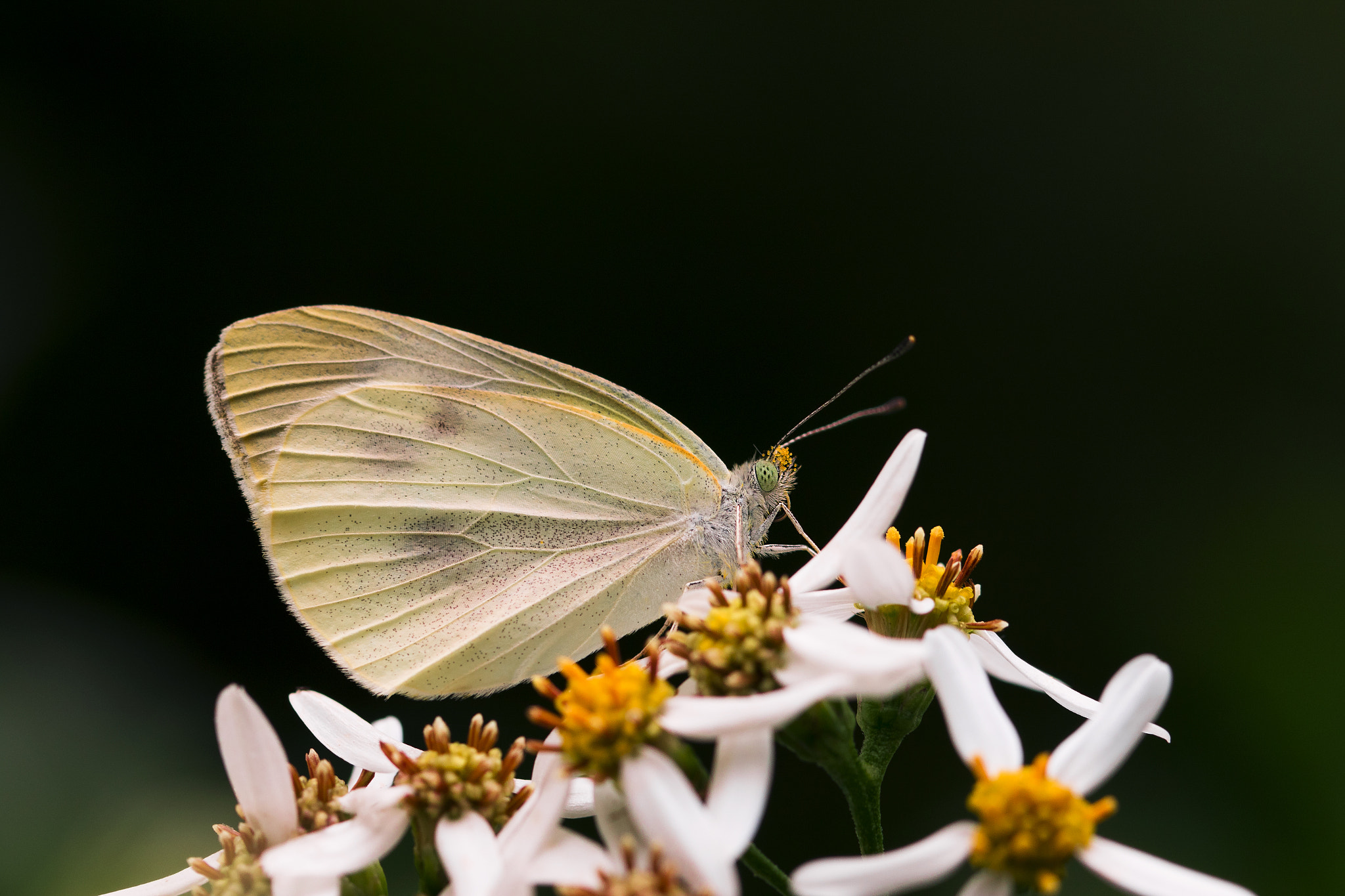 Canon EF 100mm F2.8L Macro IS USM sample photo. Pieris rapae photography