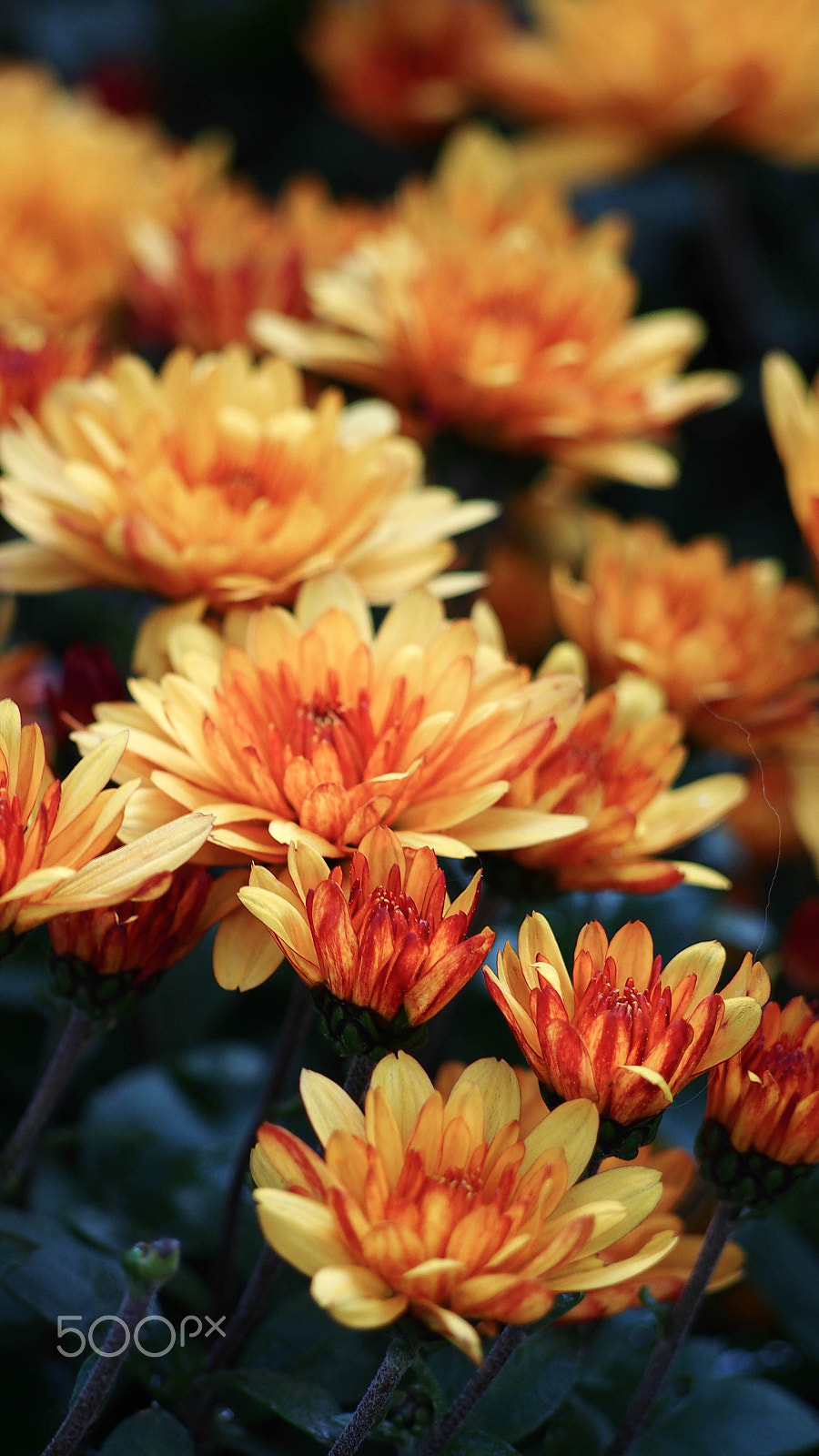 Olympus PEN E-PL6 sample photo. Dahlia in bicester village photography