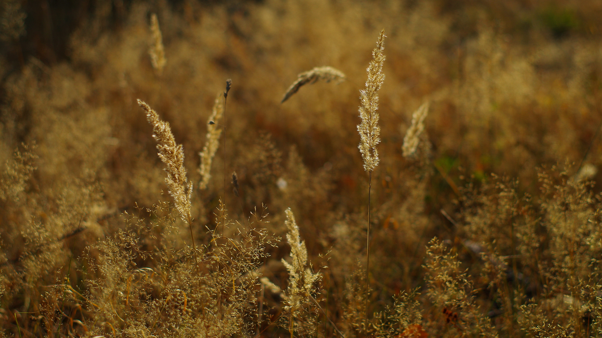 Pentax K-30 sample photo. Golden grass photography