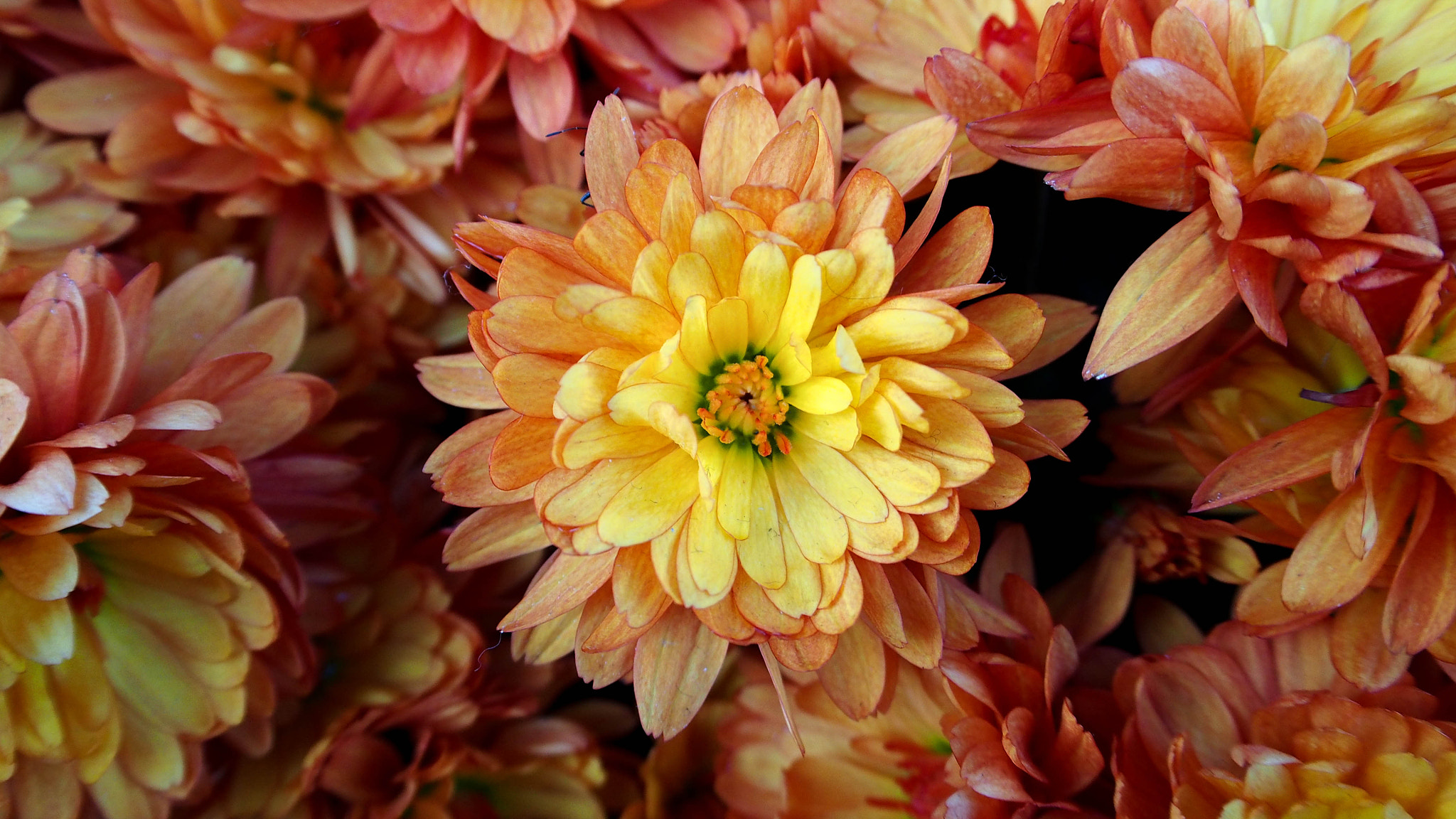 Olympus M.Zuiko Digital ED 14-42mm F3.5-5.6 EZ sample photo. Orange peach dahlia in bicester village photography