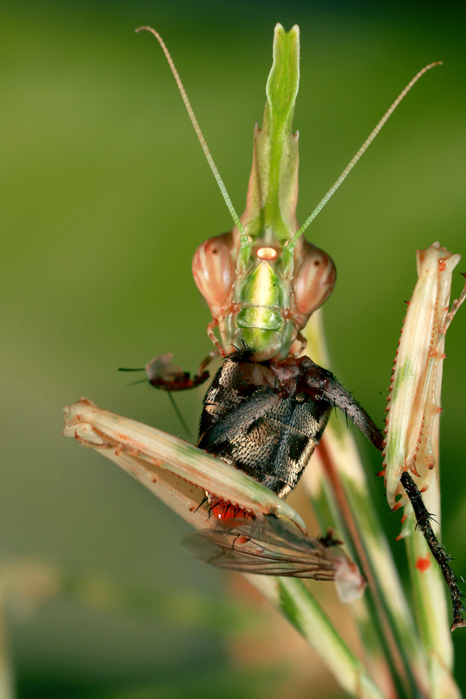 Canon MP-E 65mm F2.5 1-5x Macro Photo sample photo. Img photography