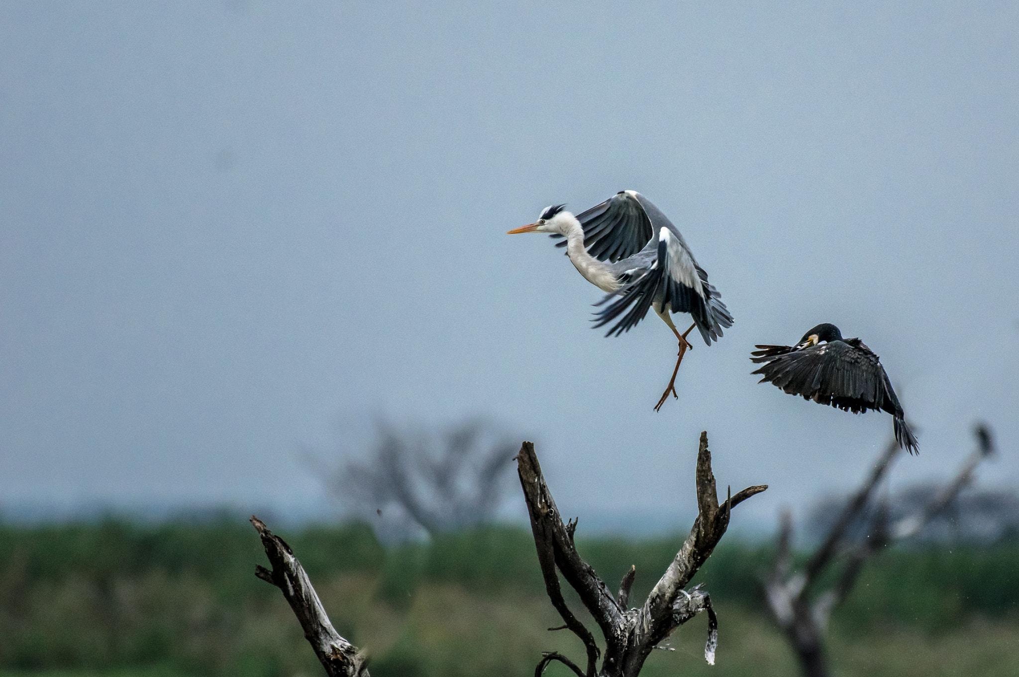 Nikon AF-S Nikkor 200-500mm F5.6E ED VR sample photo. Bird ballet.... photography