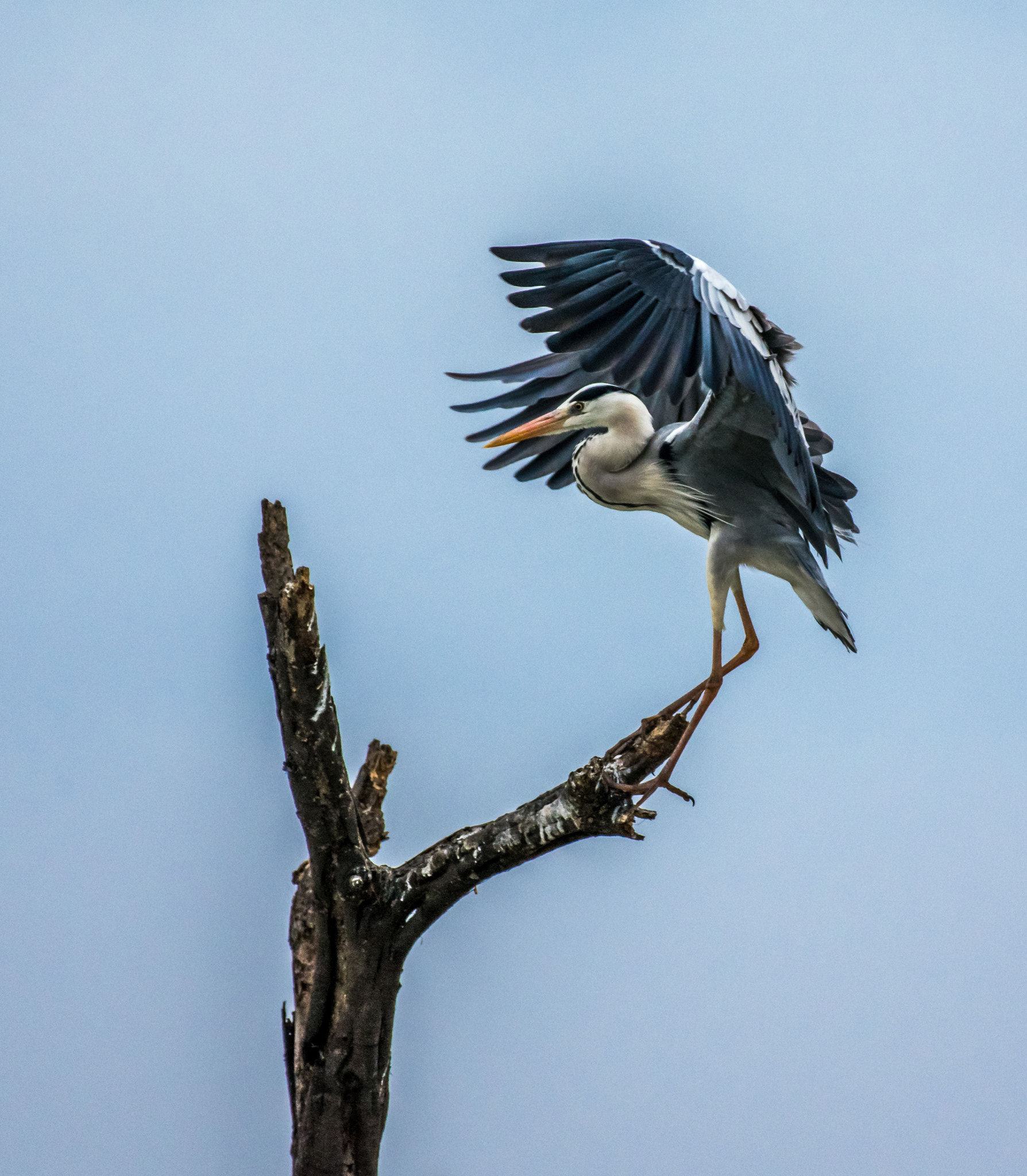 Nikon AF-S Nikkor 200-500mm F5.6E ED VR sample photo. Bird ballet.... photography