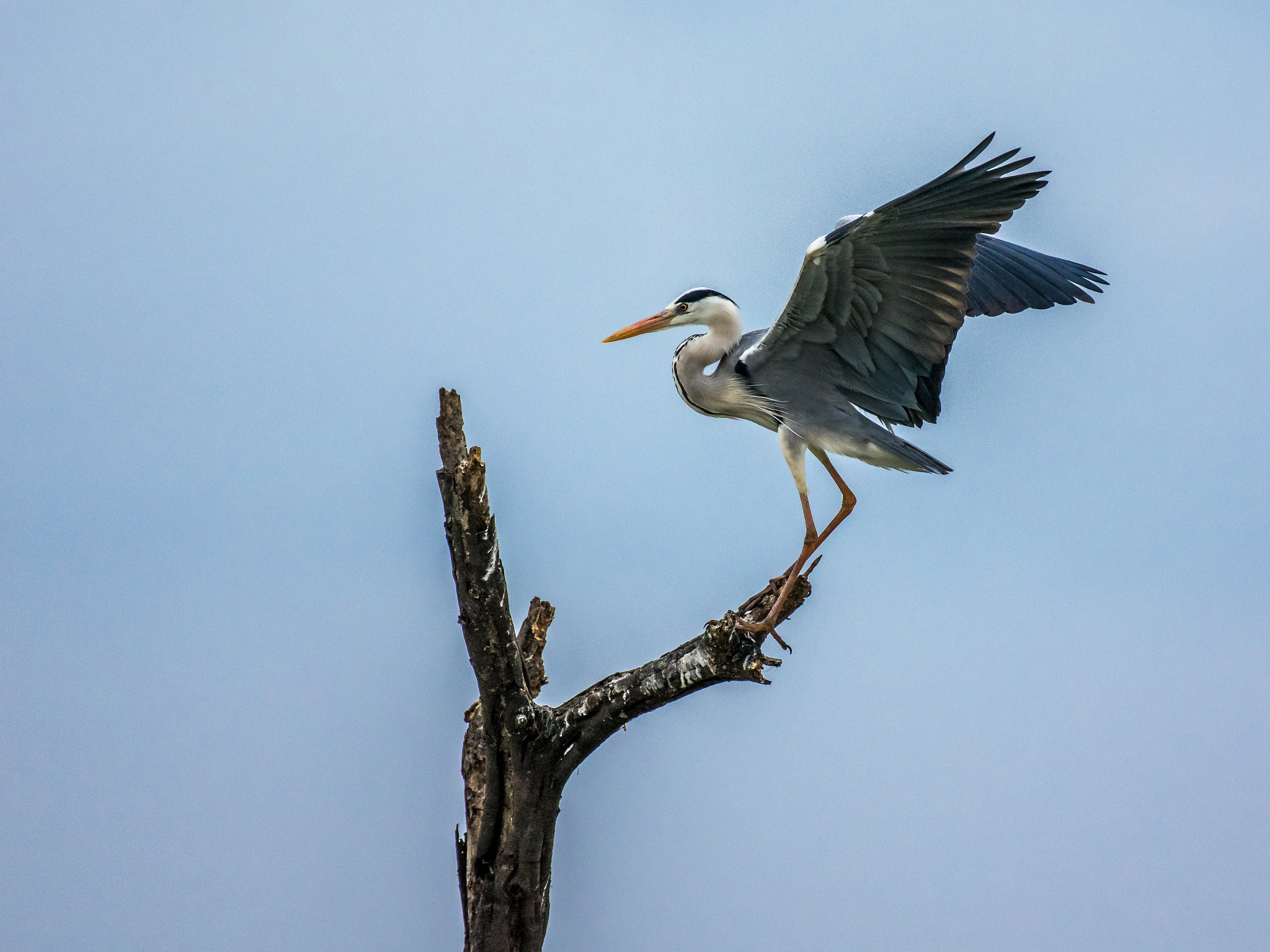Nikon AF-S Nikkor 200-500mm F5.6E ED VR sample photo. Bird ballet.... photography