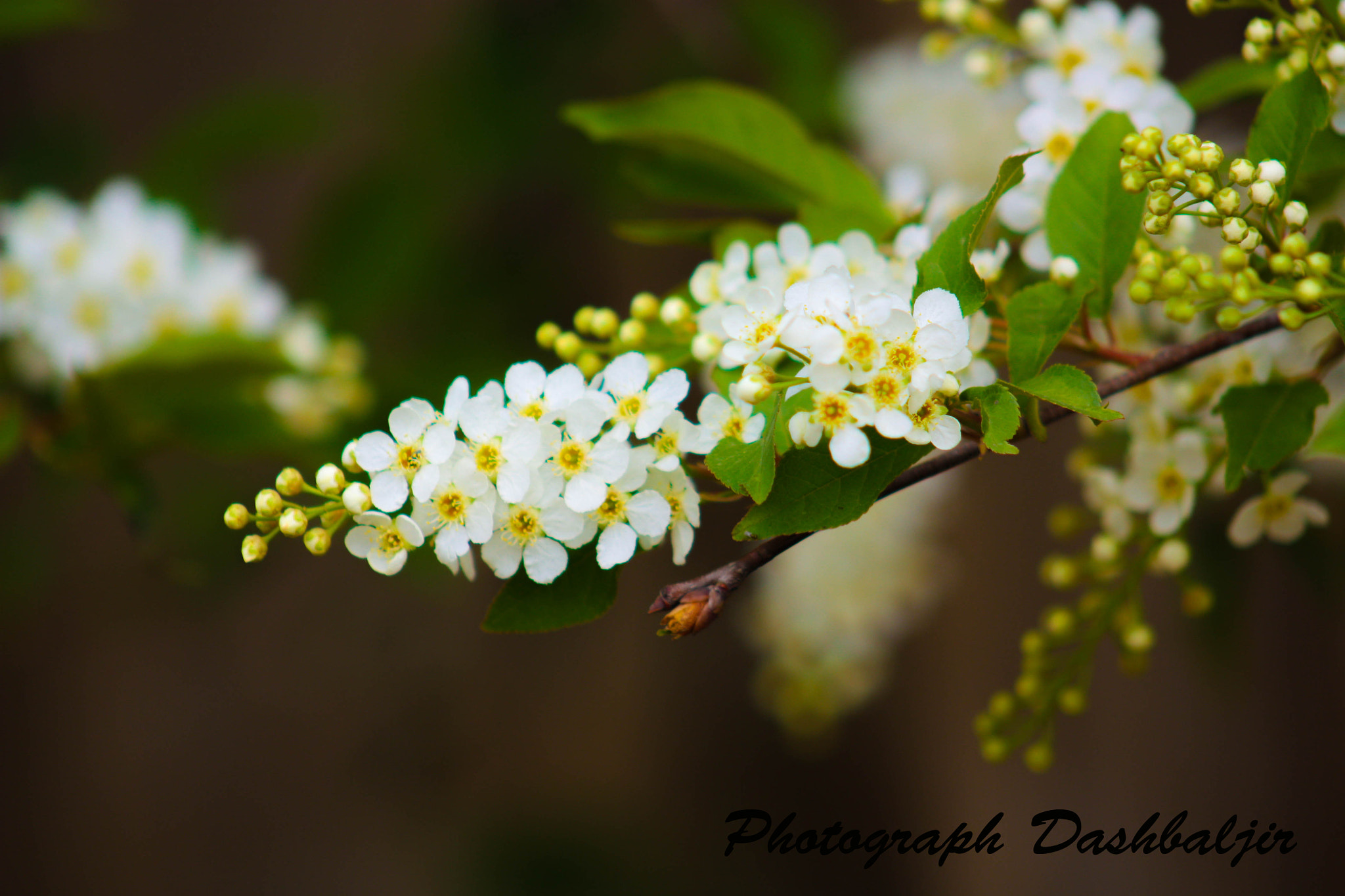 Canon EOS 450D (EOS Rebel XSi / EOS Kiss X2) + EF75-300mm f/4-5.6 sample photo. Good morning photography
