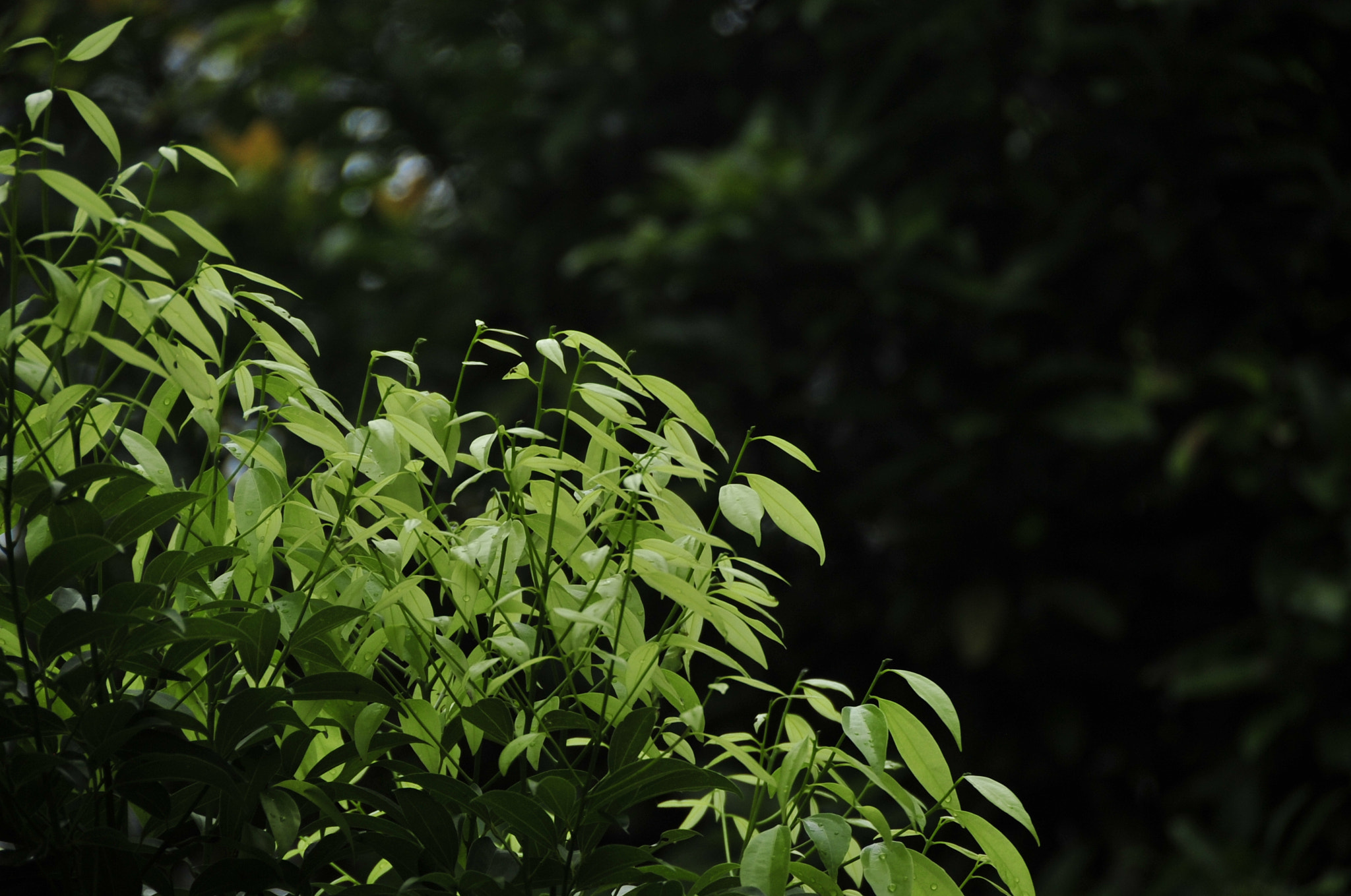 Nikon D3 sample photo. .. photography