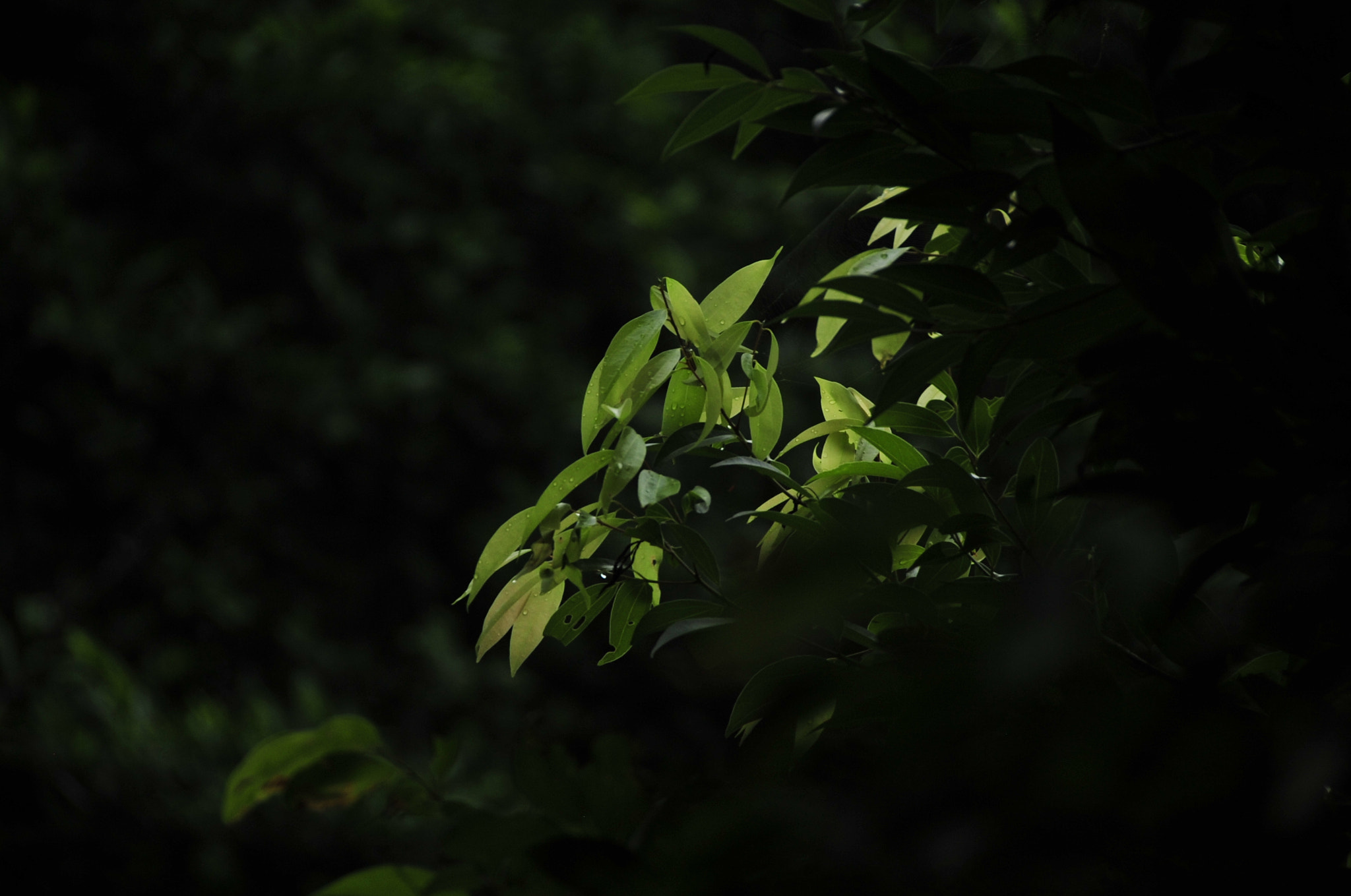 Nikon D3 sample photo. .. photography