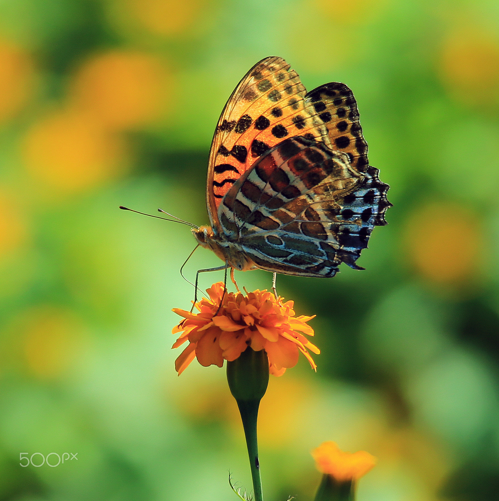 Tamron SP 150-600mm F5-6.3 Di VC USD sample photo. Butterfly3 photography