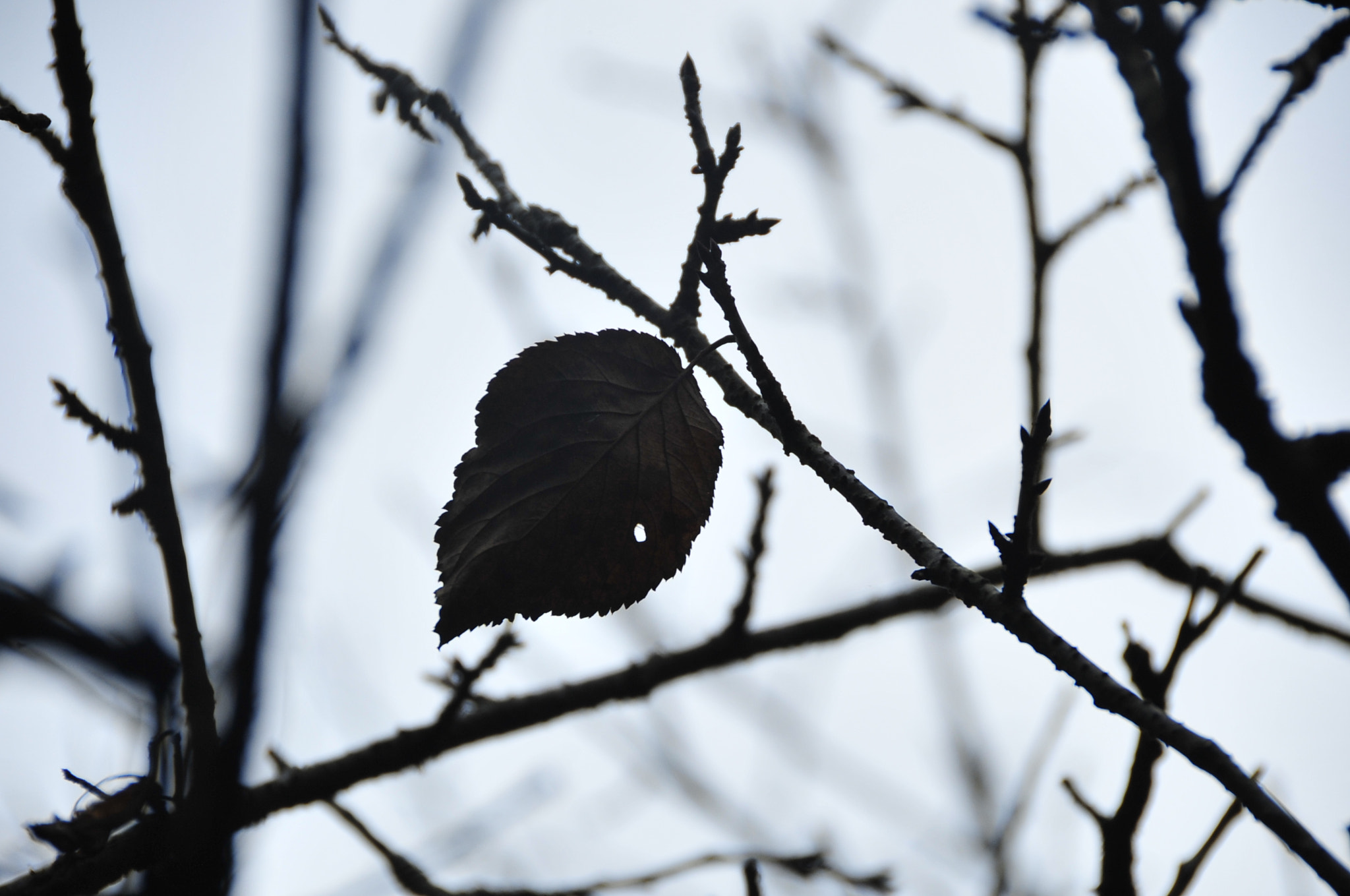 Nikon D3 sample photo. .. photography