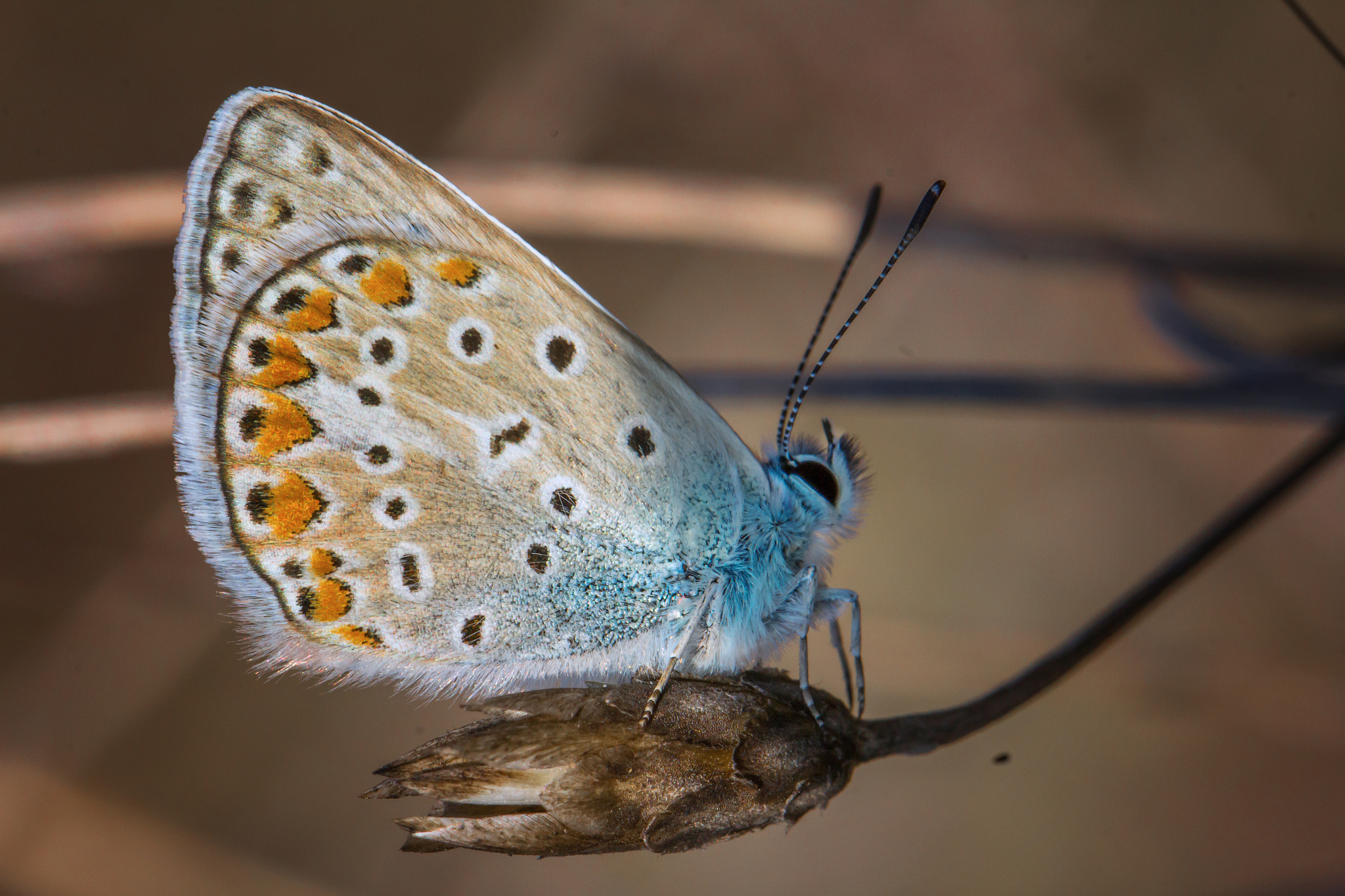 Canon EOS 60D + Canon EF 100mm F2.8L Macro IS USM sample photo. Common blue butterfly in the early morning photography