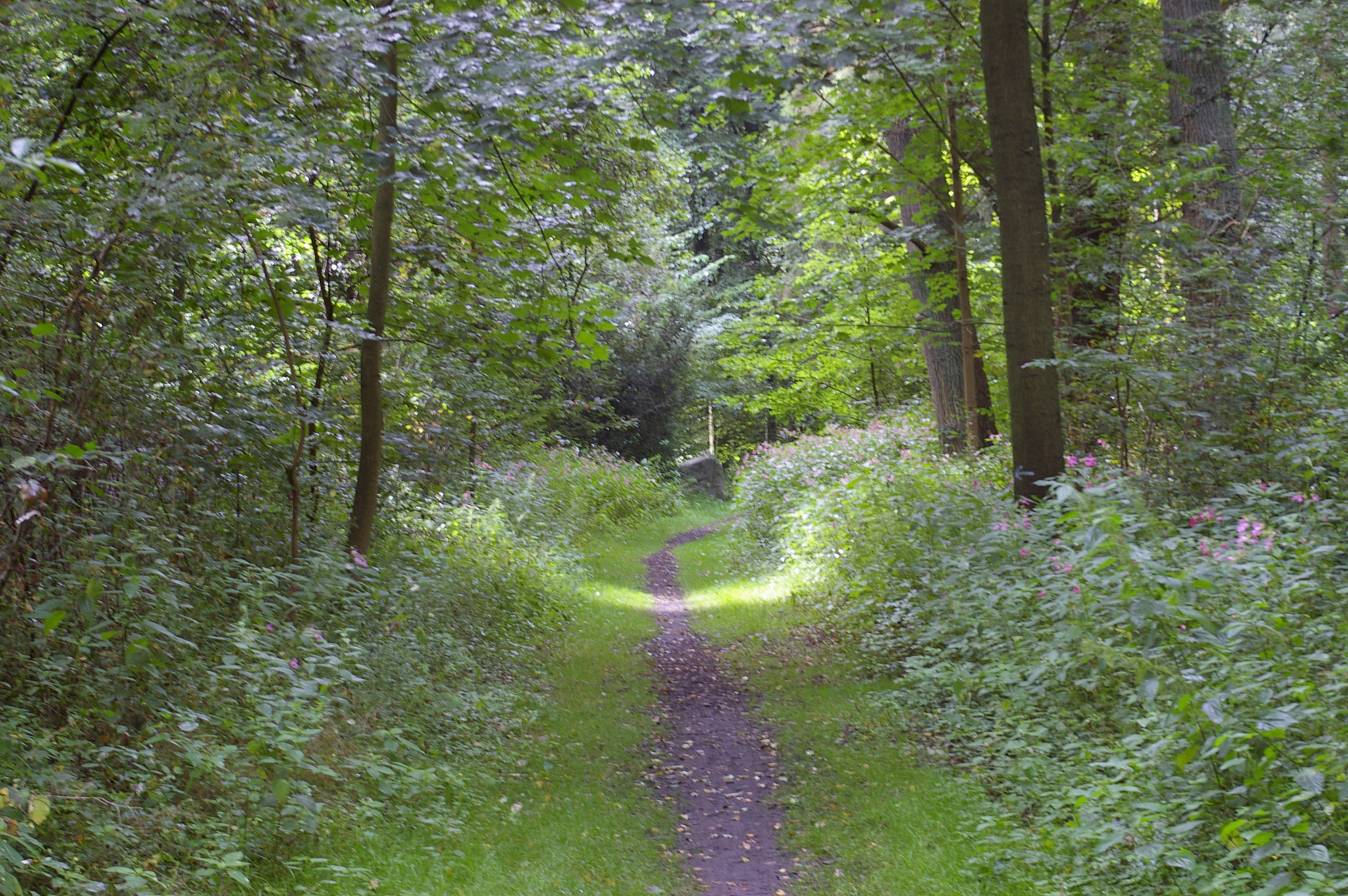 Pentax *ist DL sample photo. Little path in forest photography