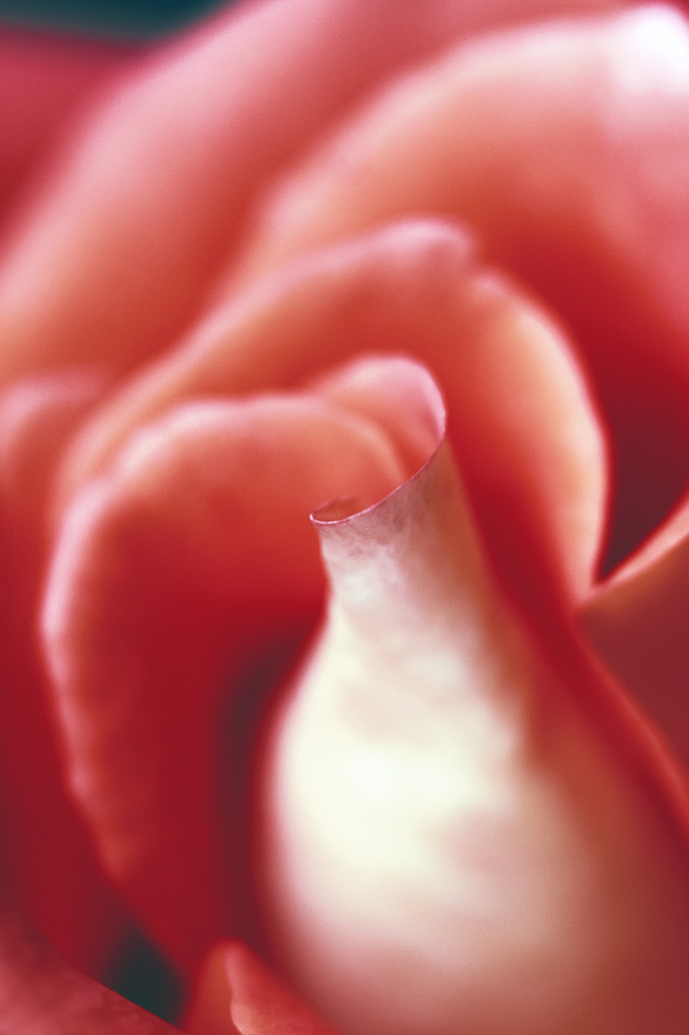 Canon EF 100mm F2.8 Macro USM sample photo. Pink rose photography