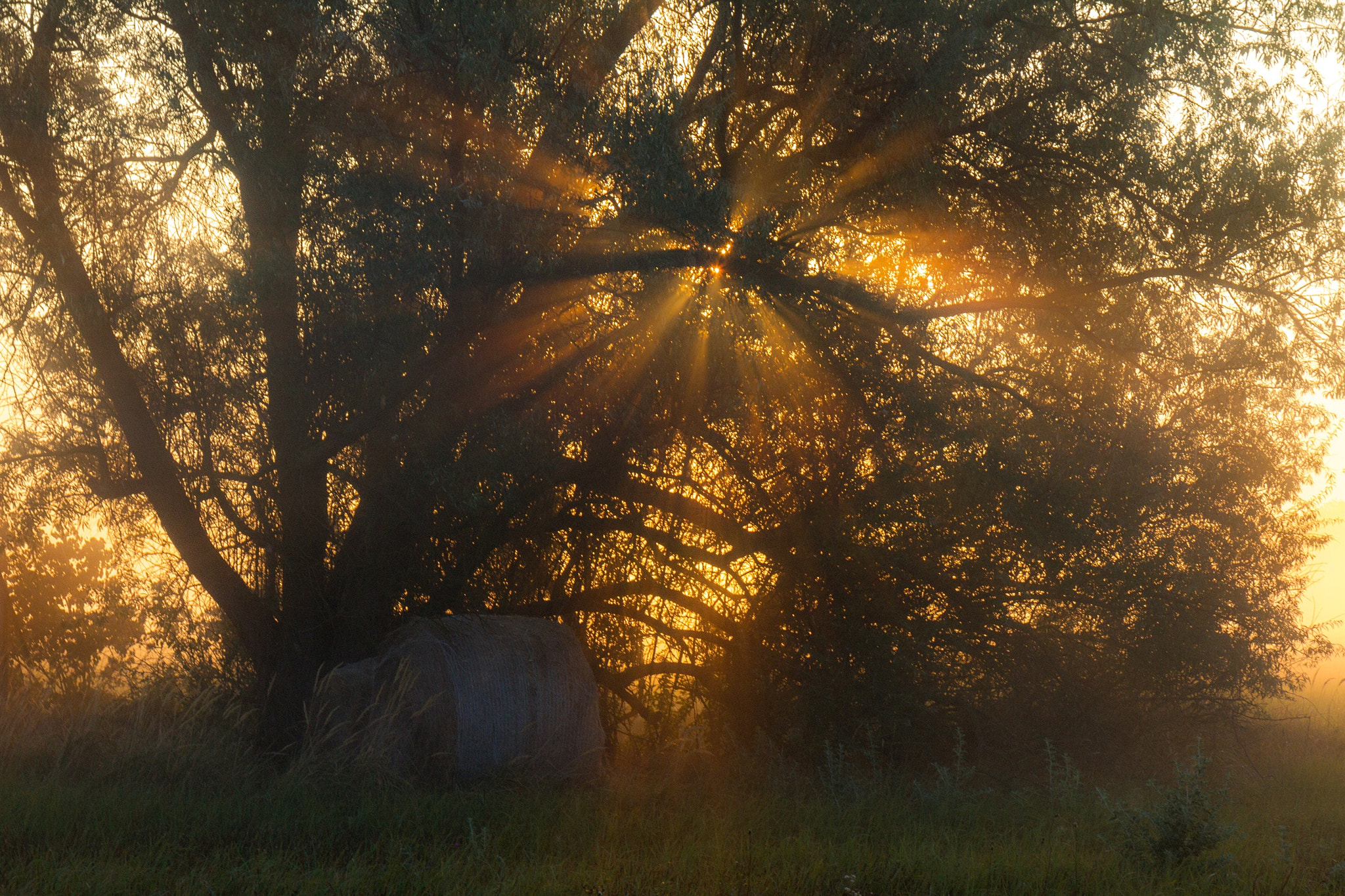 Sigma 17-70mm F2.8-4 DC Macro OS HSM sample photo. Foggy sunrise in the wood photography